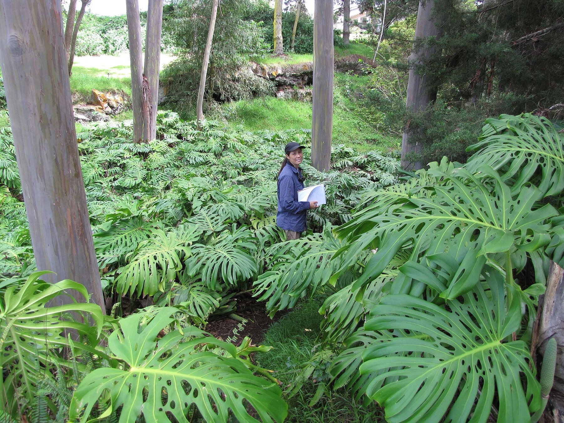 Monstera — photo 5