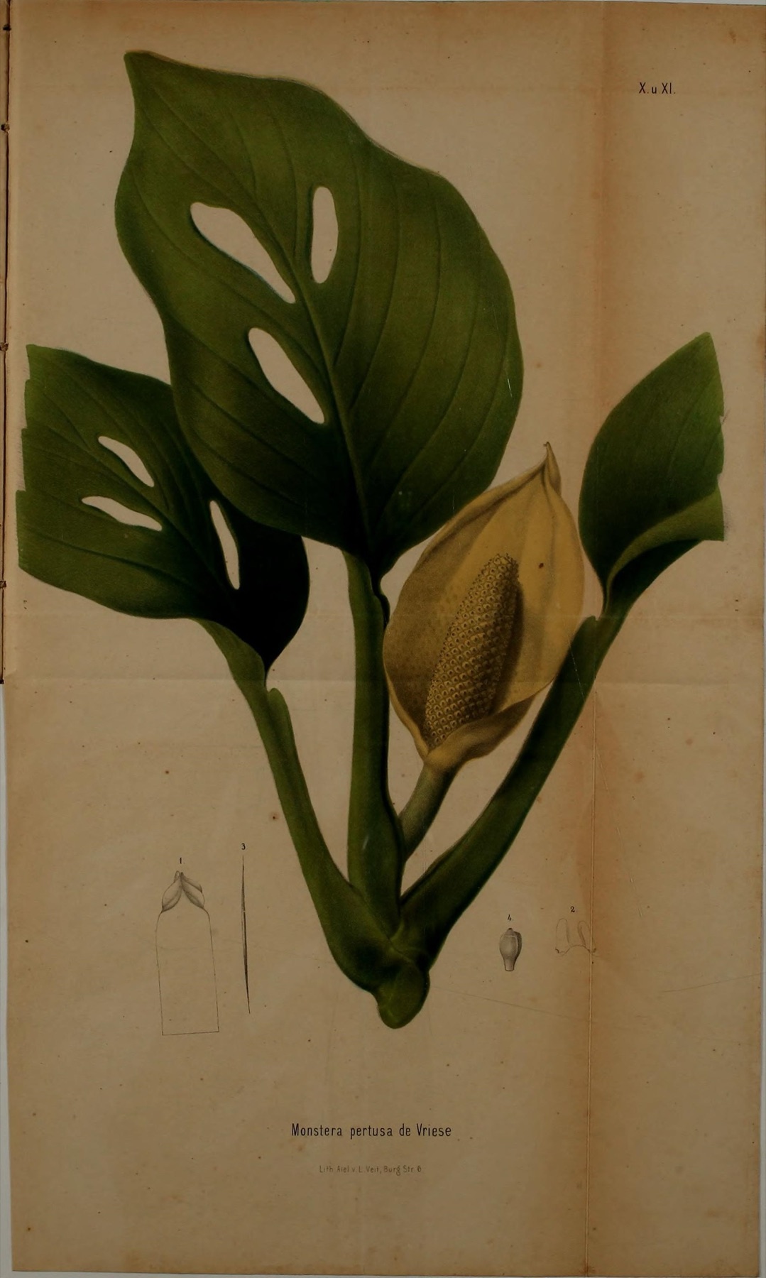 Monstera Adansonii — photo 6