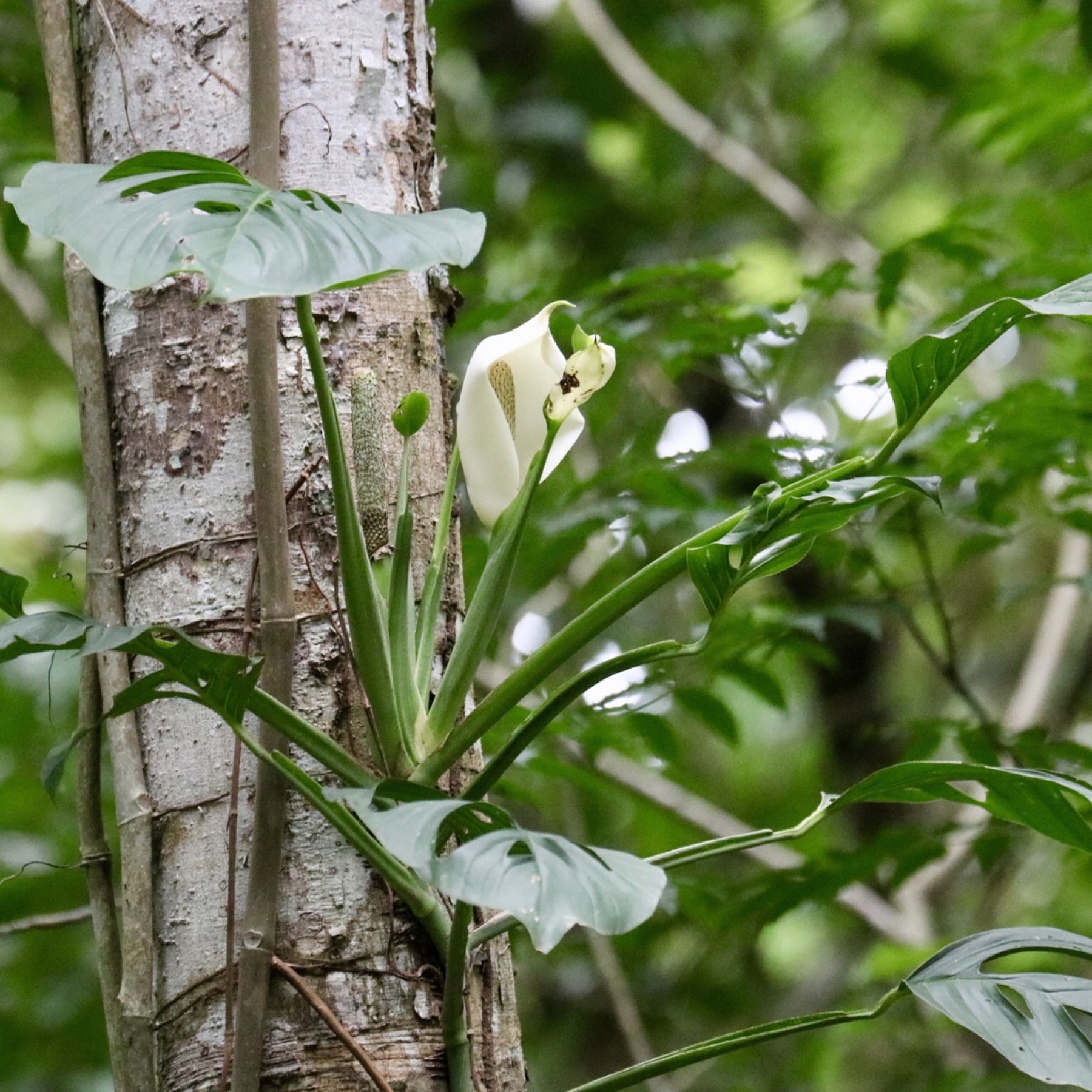 Monstera Adansonii — photo 7