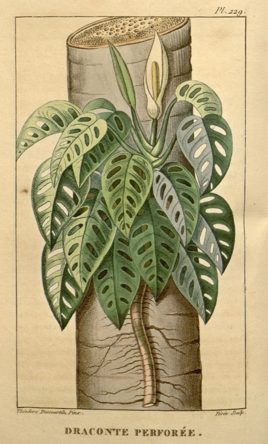 Monstera Adansonii — photo 8