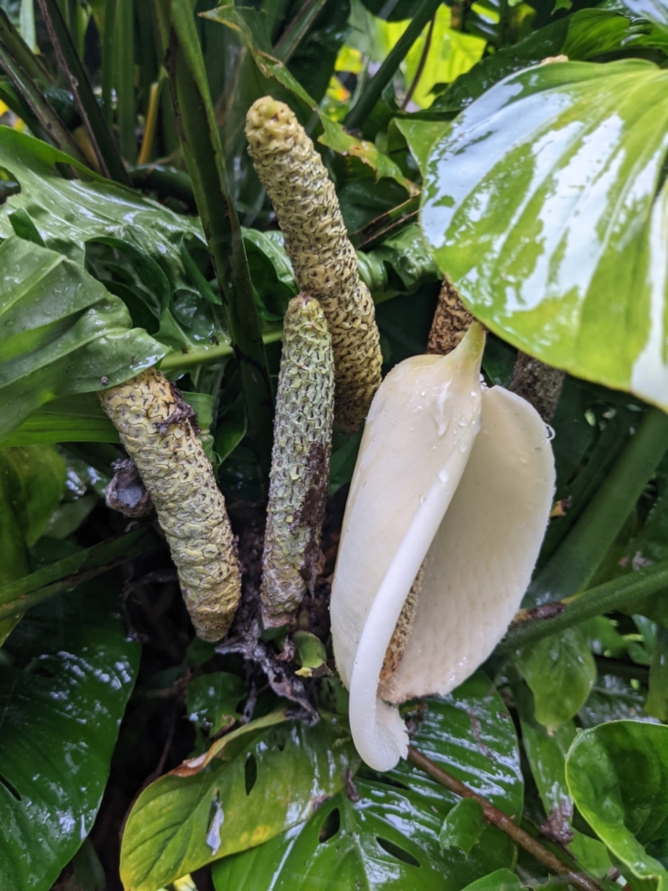 Monstera Adansonii — photo 9