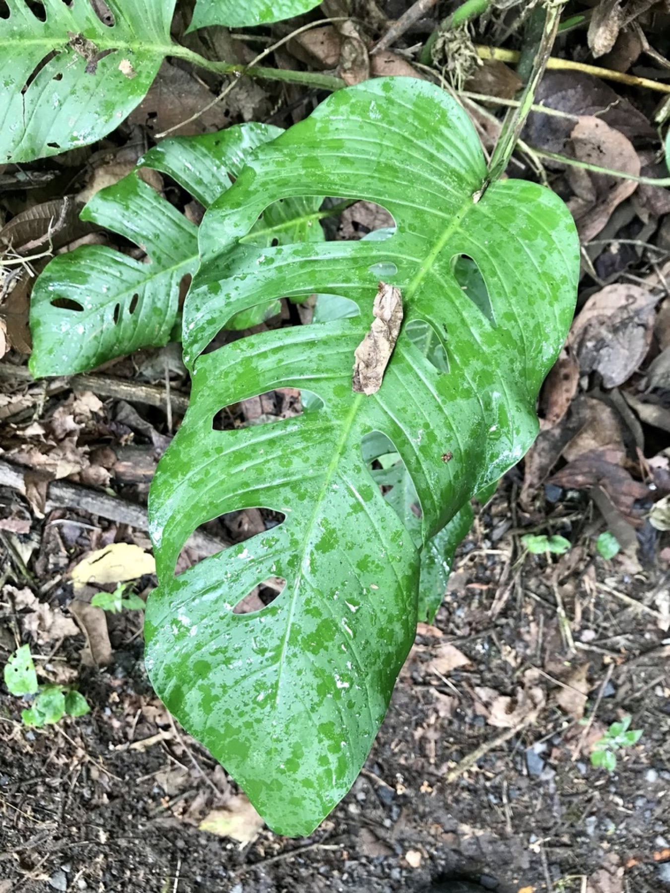 Monstera Adansonii — photo 10