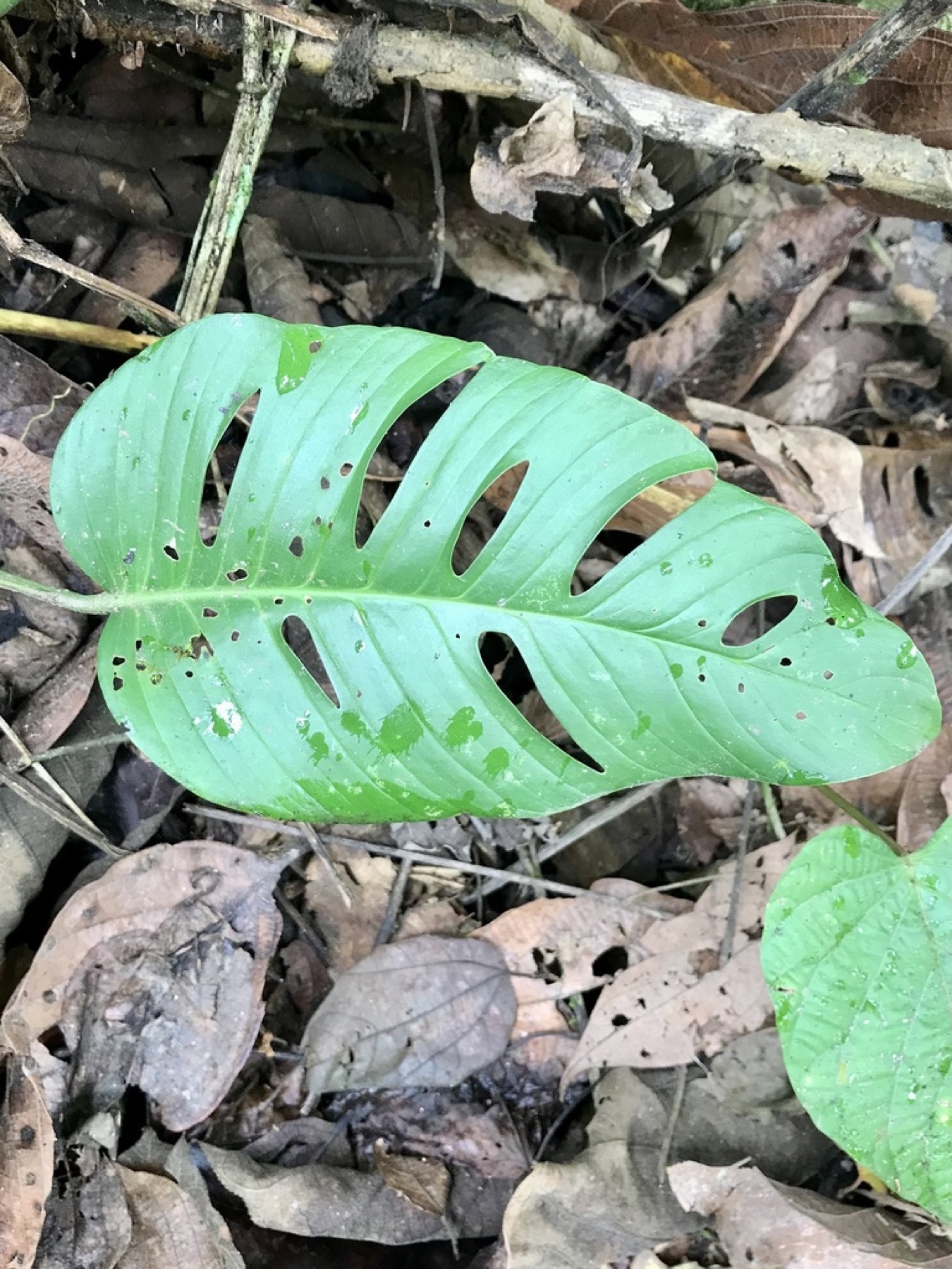 Monstera Adansonii — photo 11