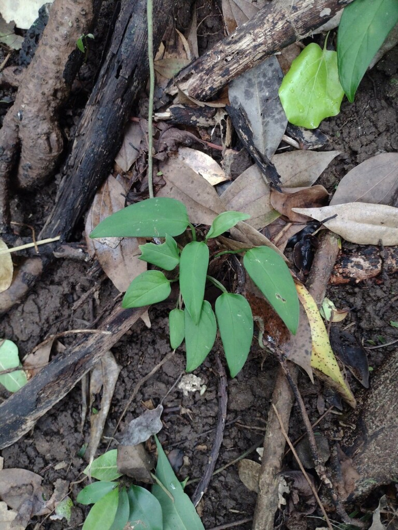 Monstera Adansonii — photo 12