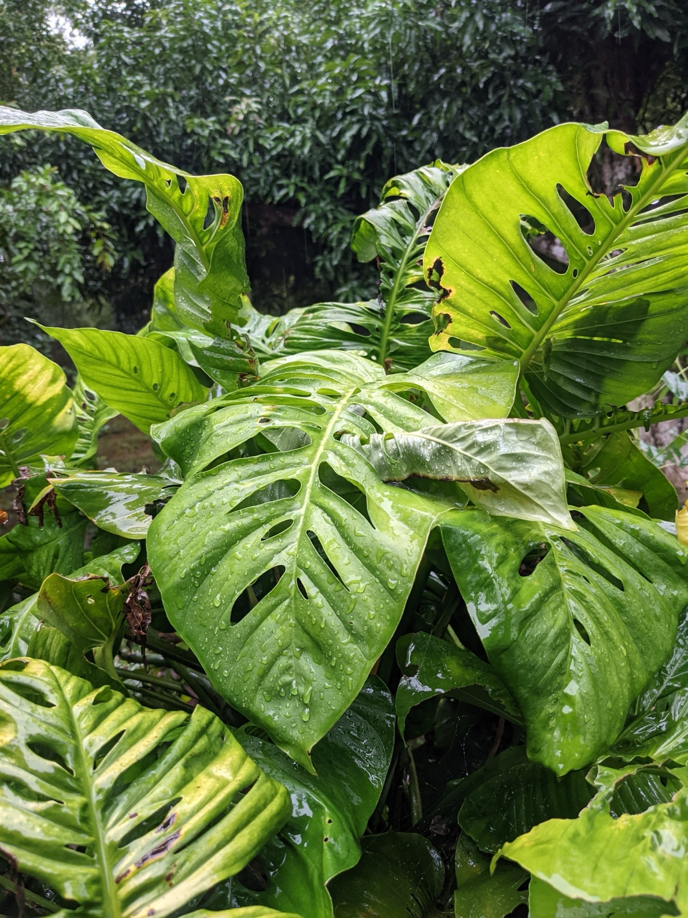 Monstera Adansonii — photo 13