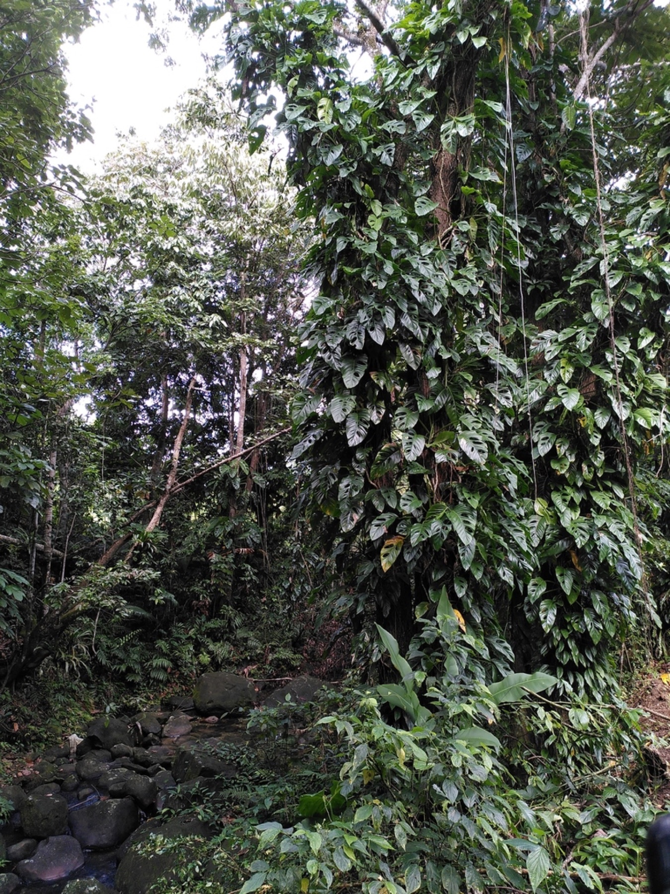 Monstera Adansonii — photo 14
