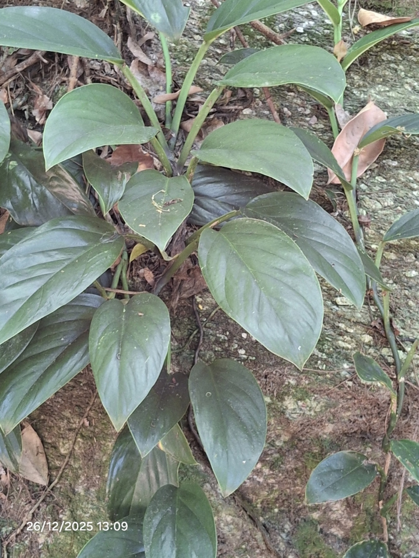 Monstera Adansonii — photo 15