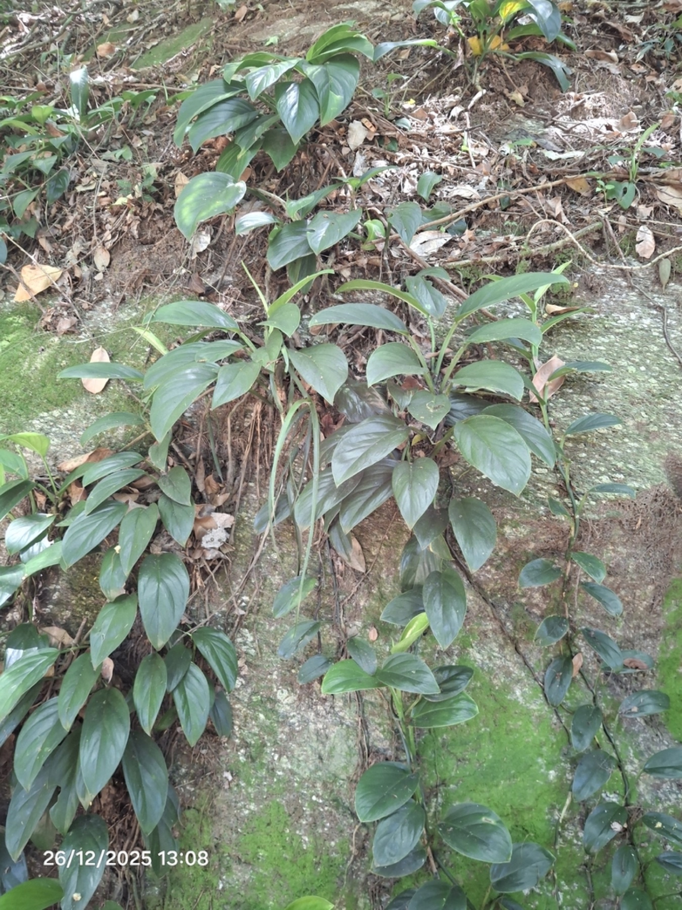Monstera Adansonii — photo 16
