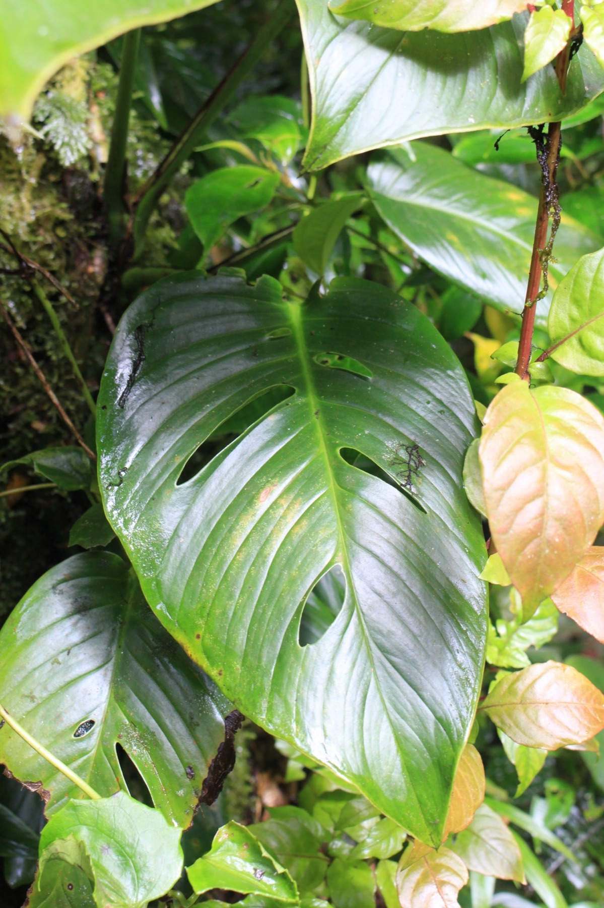 Monstera Adansonii — photo 17