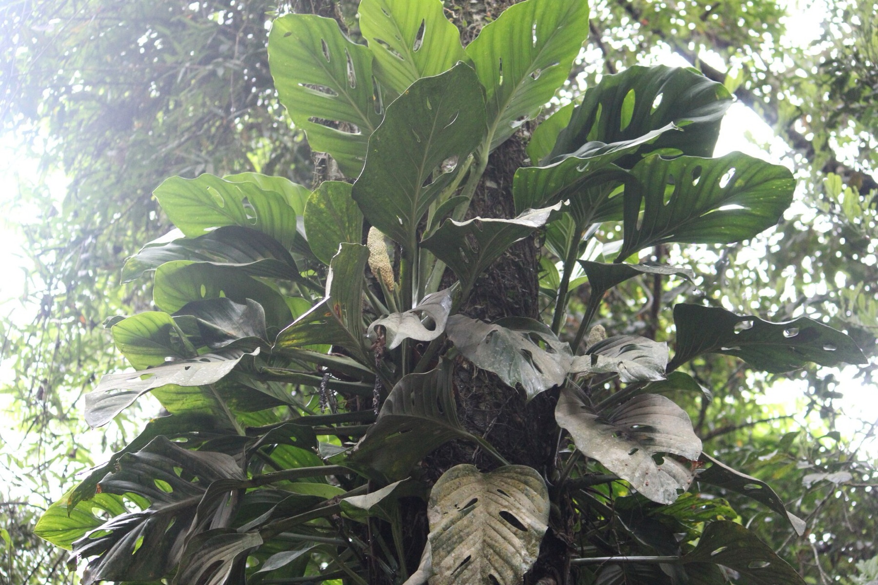 Monstera Adansonii — photo 18