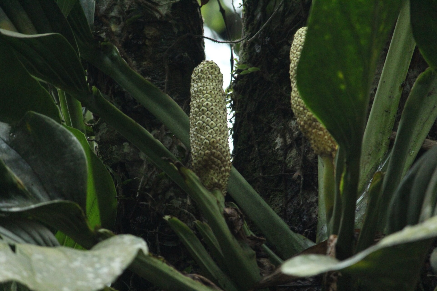 Monstera Adansonii — photo 19