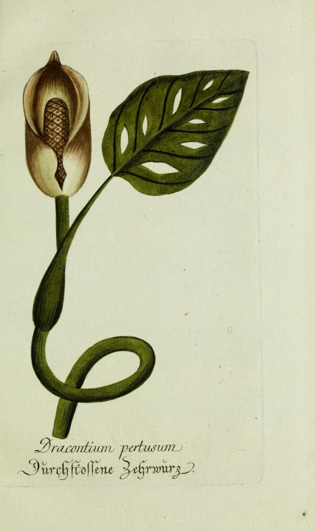 Monstera Adansonii — photo 20
