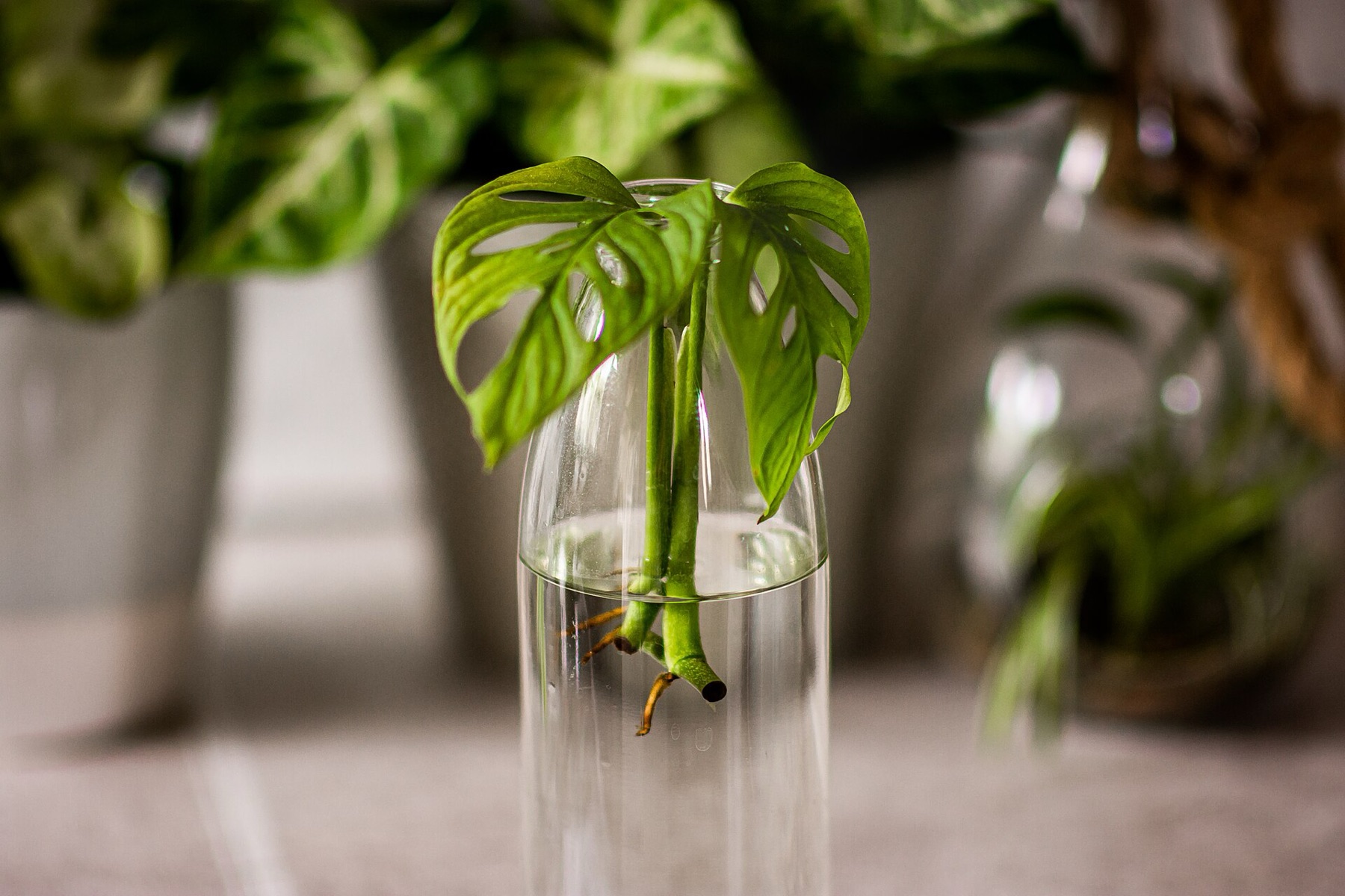Monstera Adansonii — photo 21