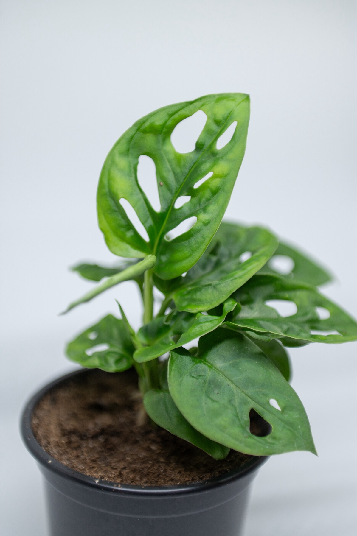 Monstera Adansonii — photo 22