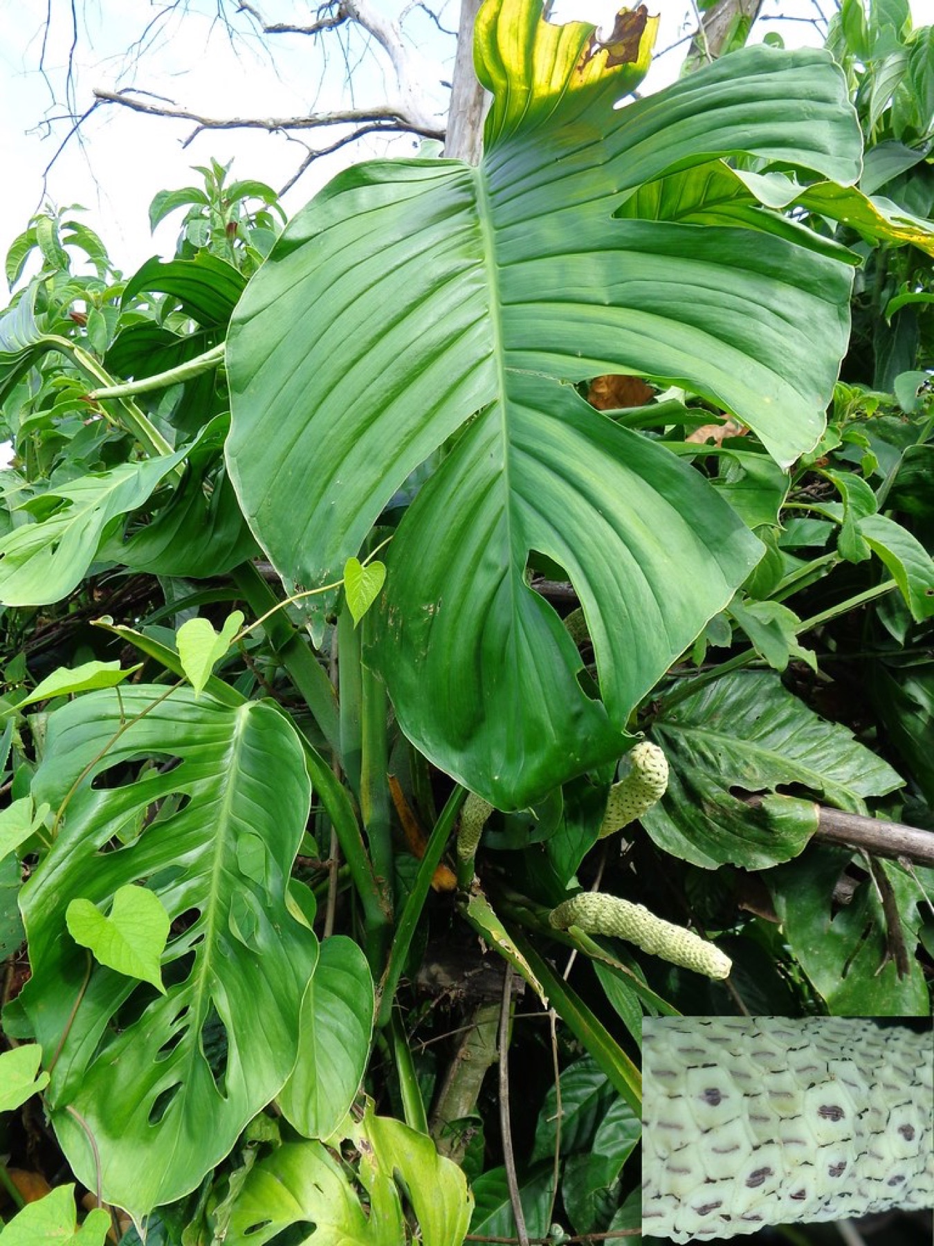 Monstera Adansonii — photo 23