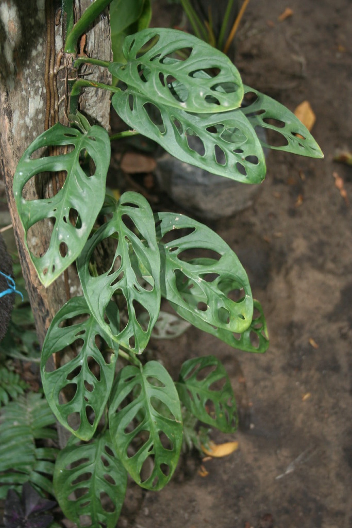 Monstera Adansonii — photo 24