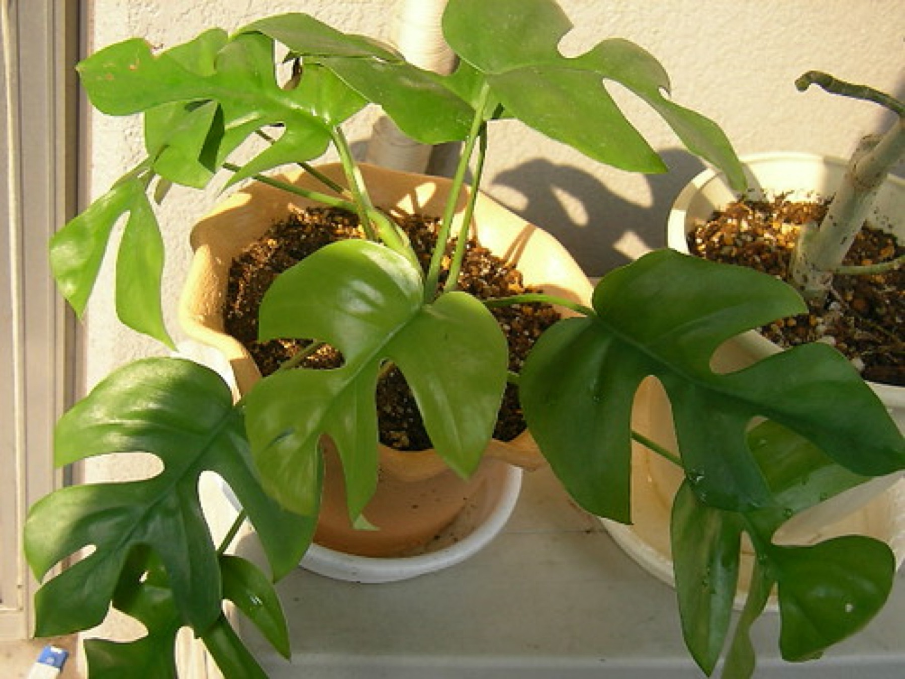 Monstera Adansonii — photo 1