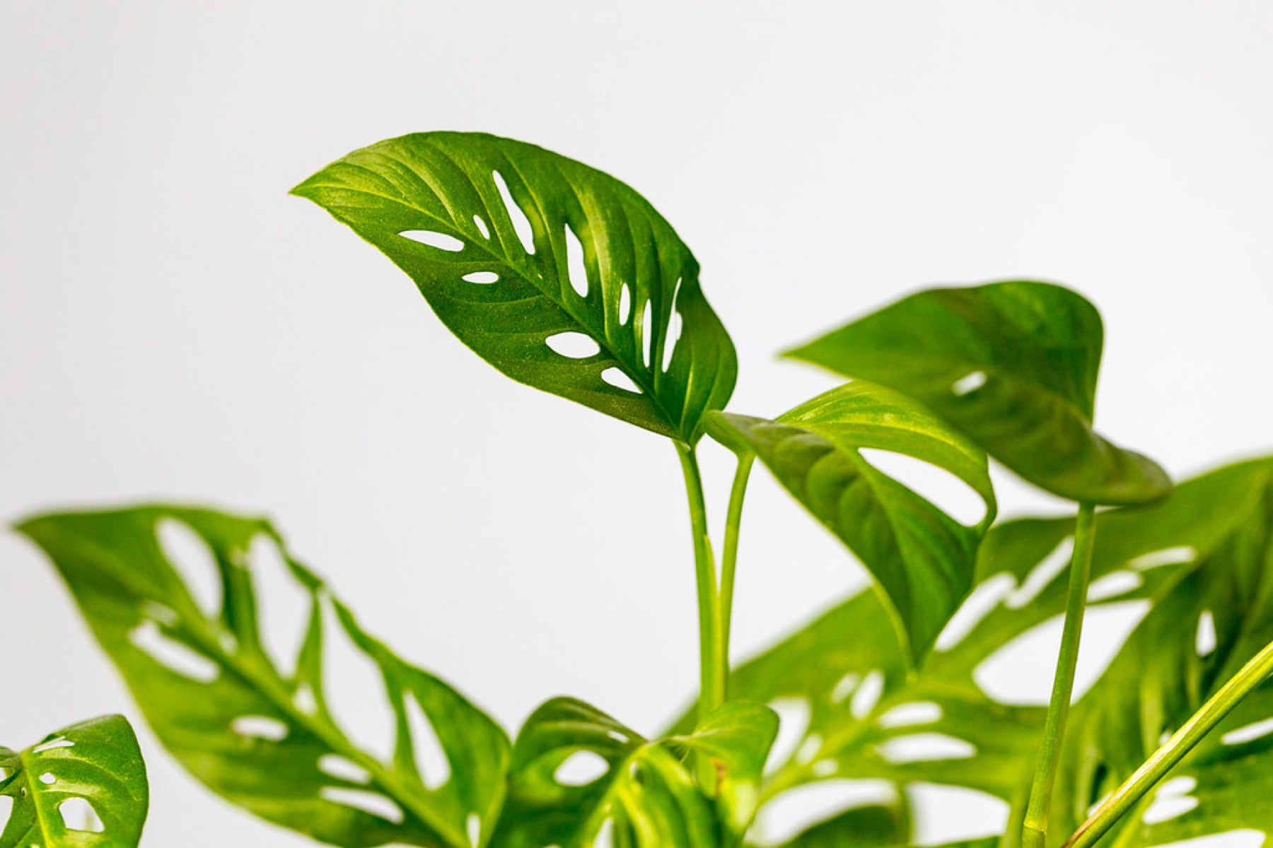 Monstera Adansonii — photo 2