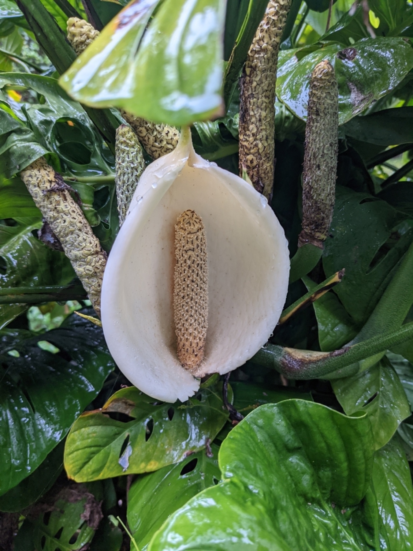Monstera Adansonii — photo 3