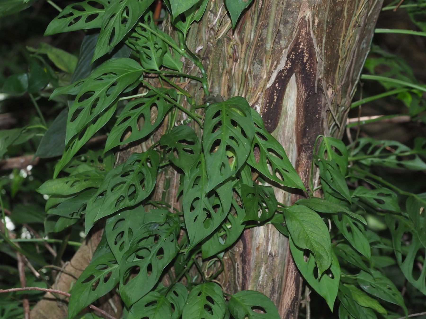 Monstera Adansonii — photo 4