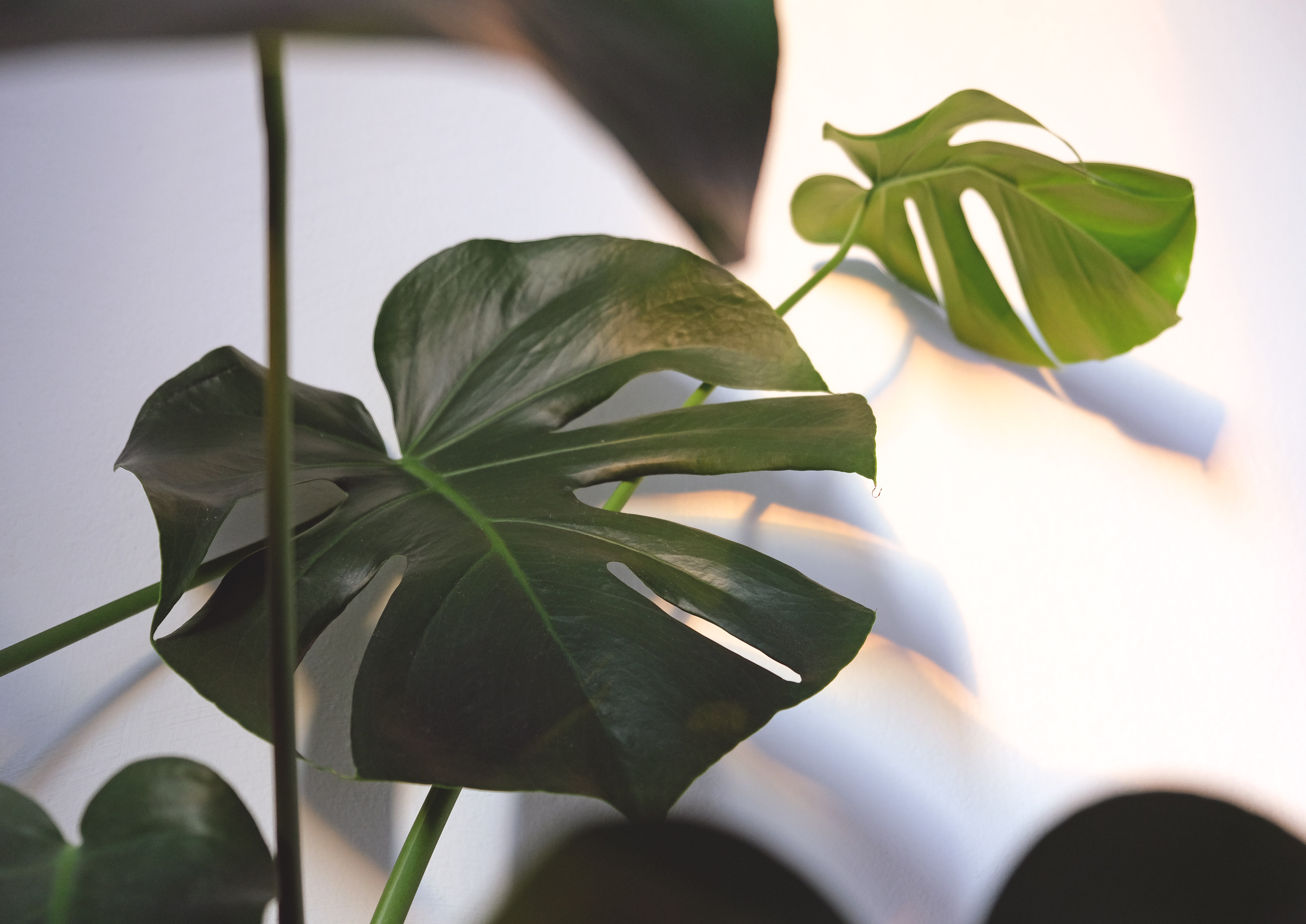 Monstera — photo 23