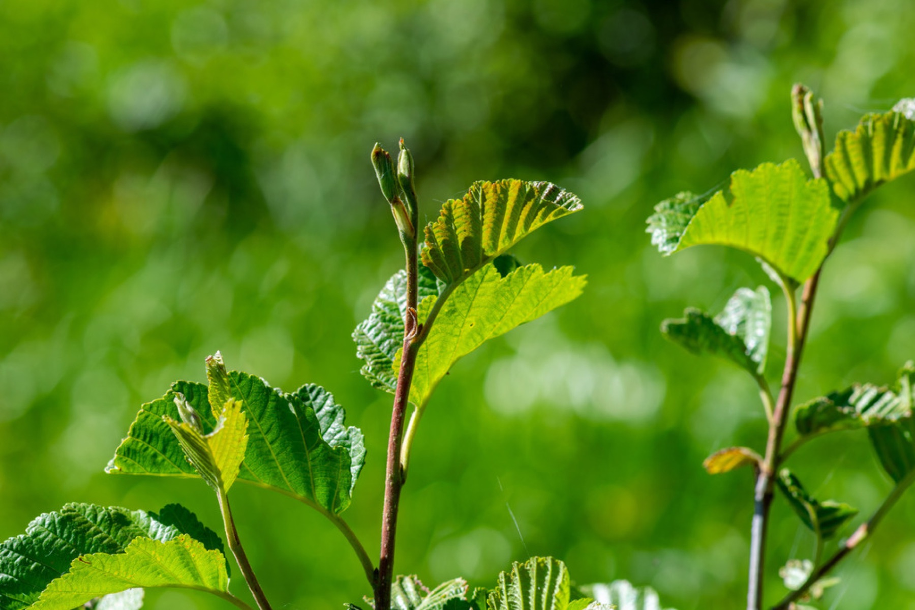 Mountain Alder — photo 1