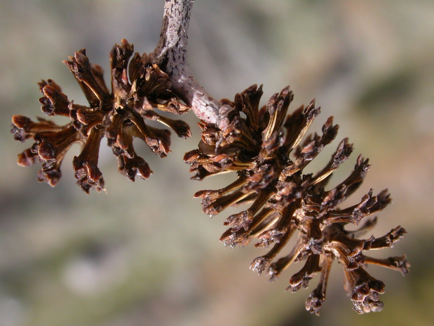 Mountain Alder — photo 2