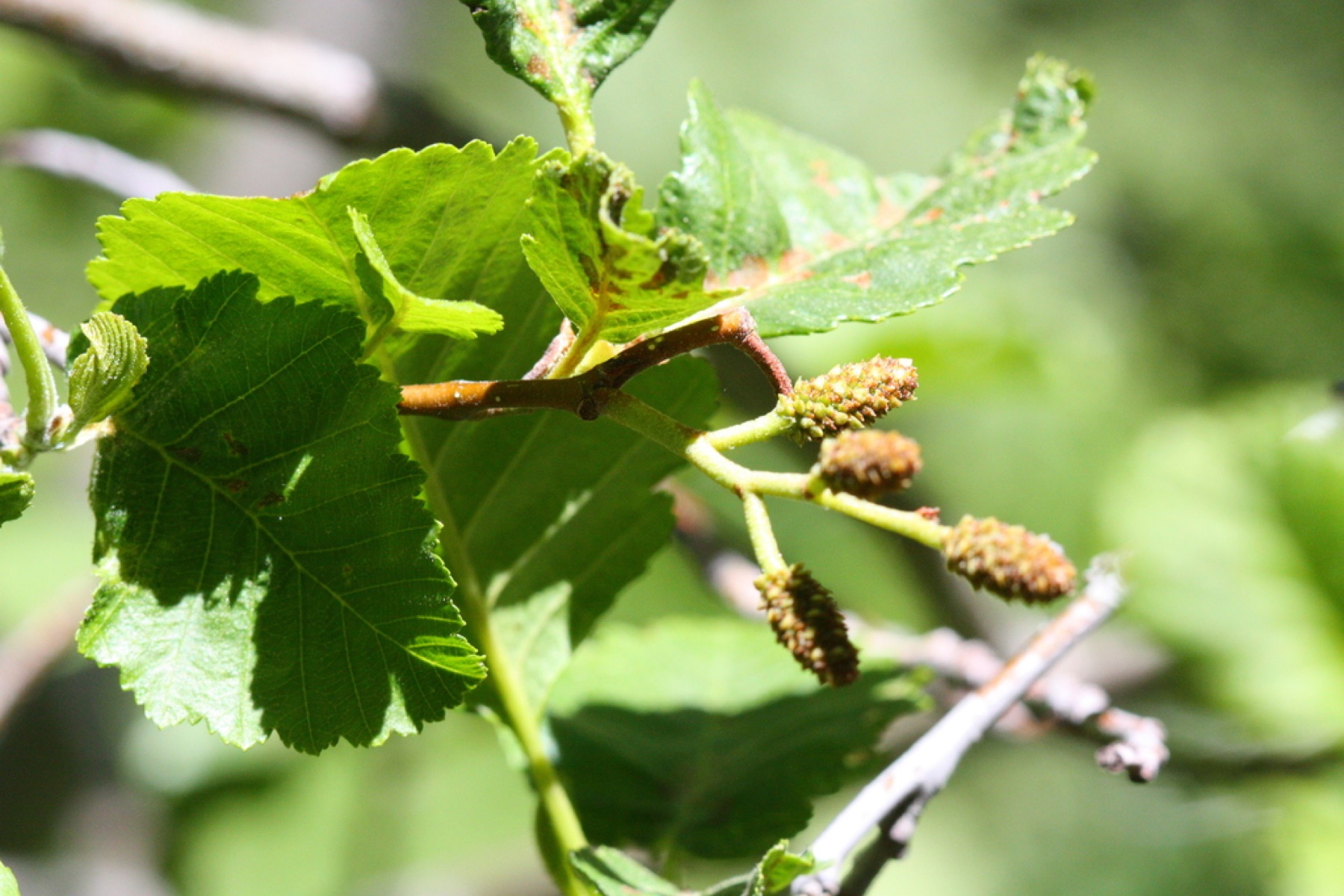 Mountain Alder — photo 3