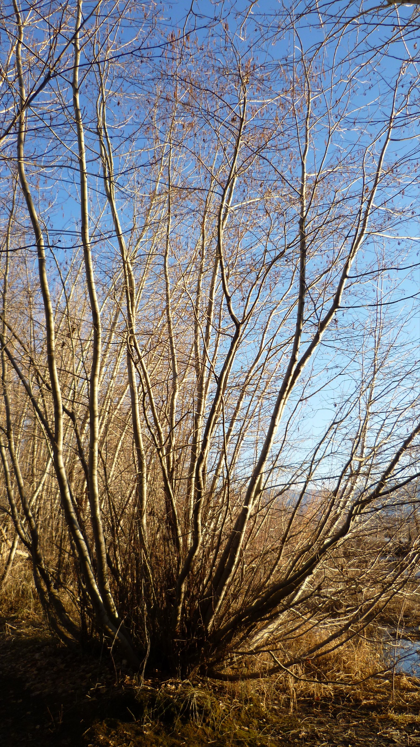 Mountain Alder