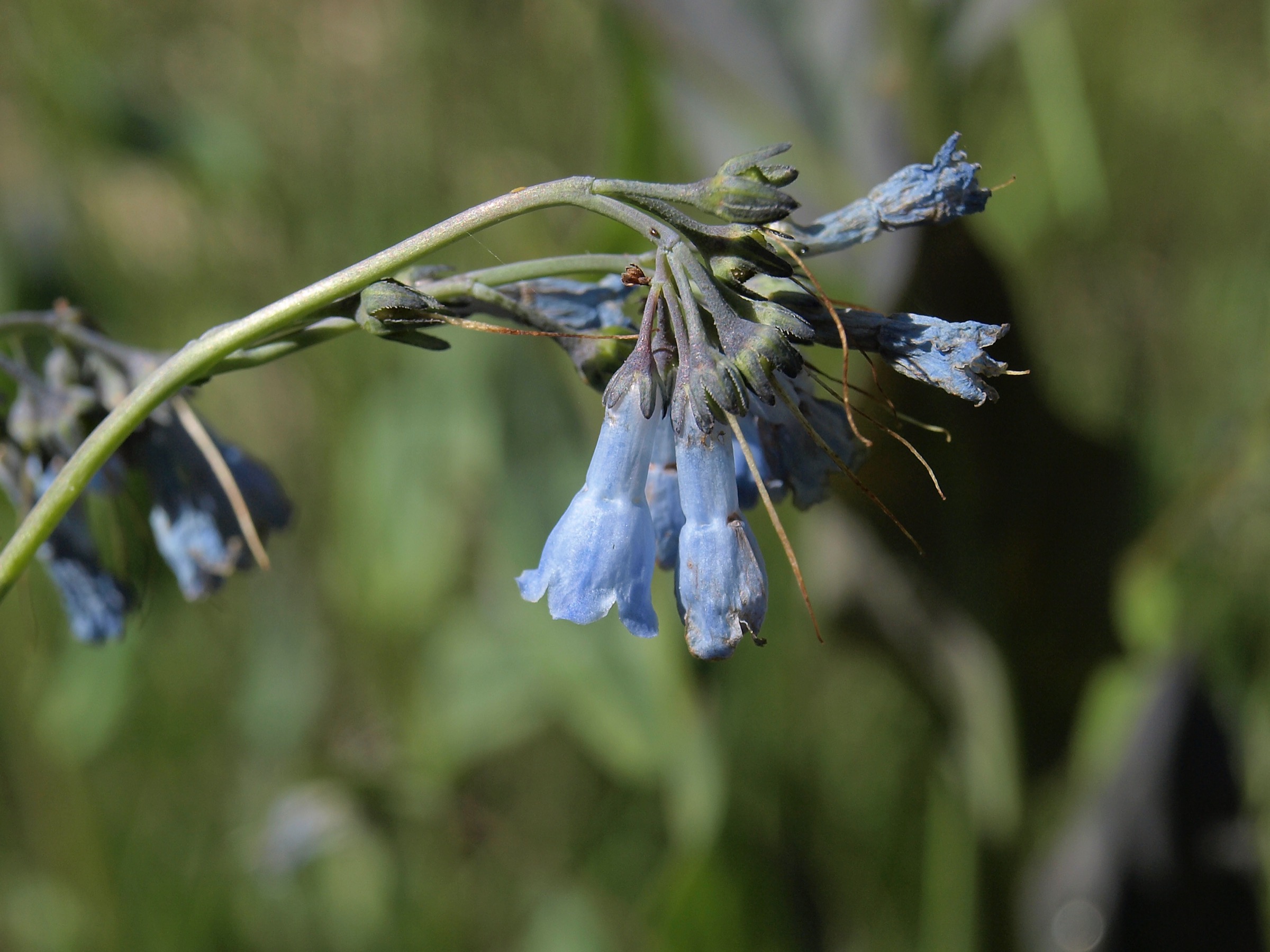 Mountain Bluebells