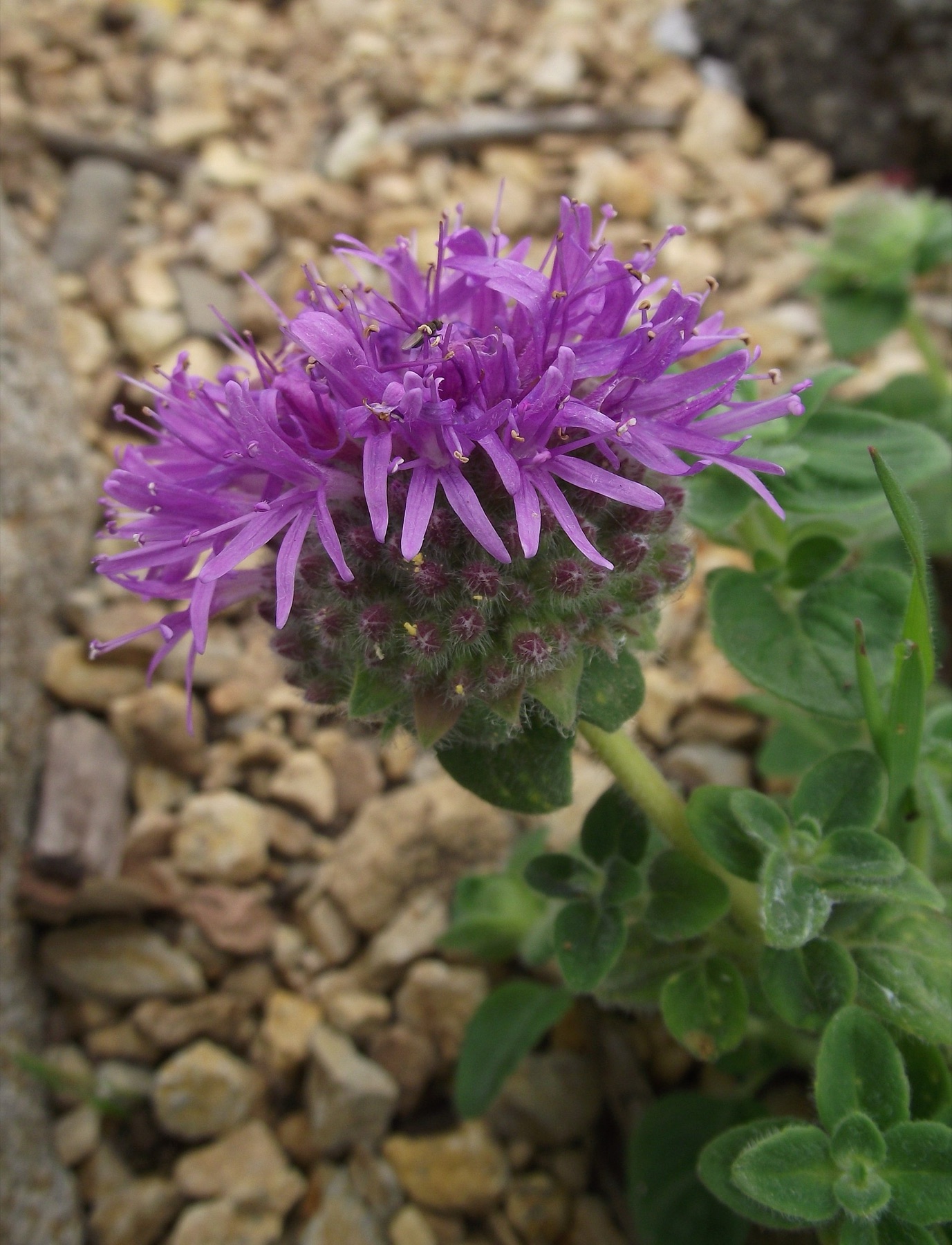 Mountain Coyote Mint — photo 6