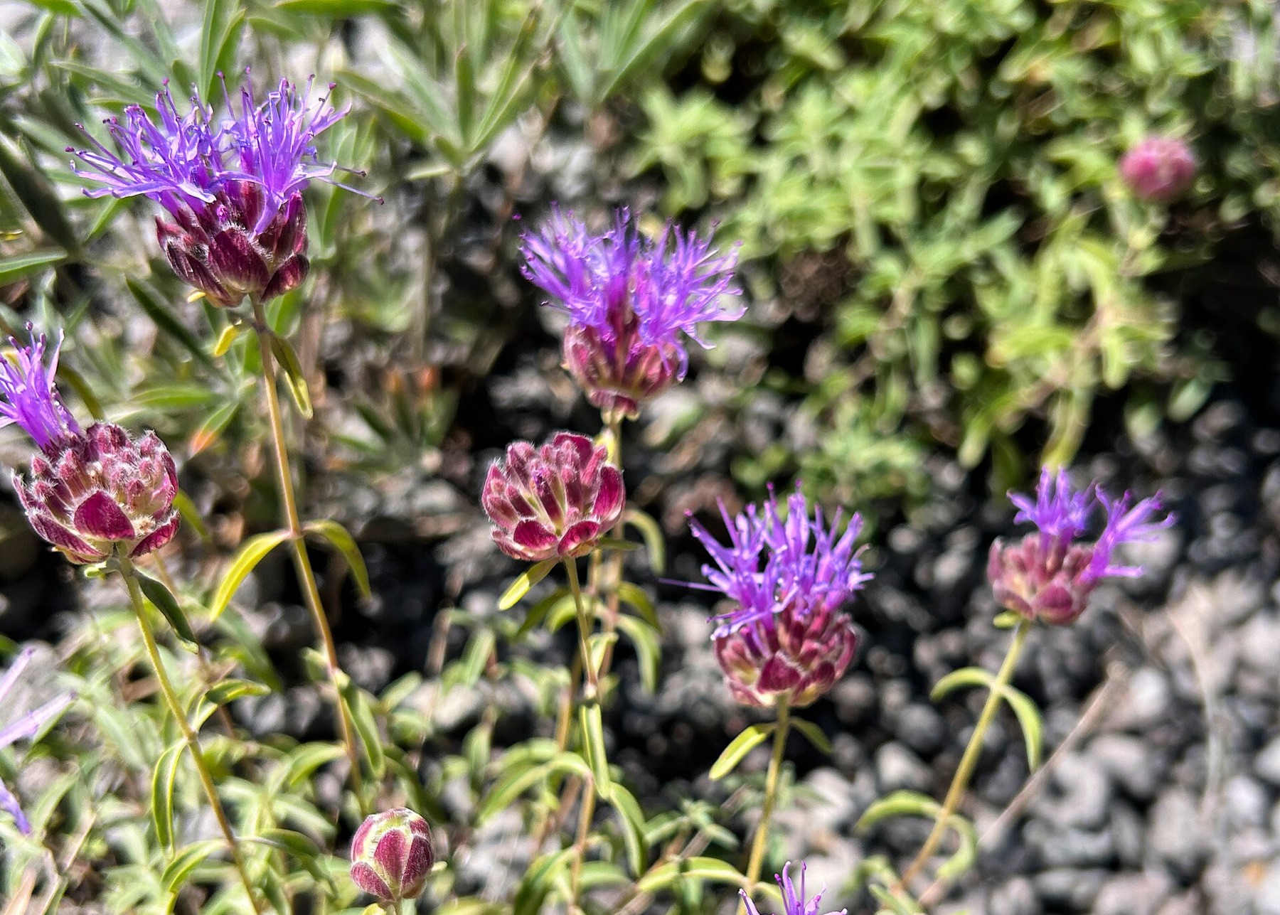 Mountain Coyote Mint — photo 7