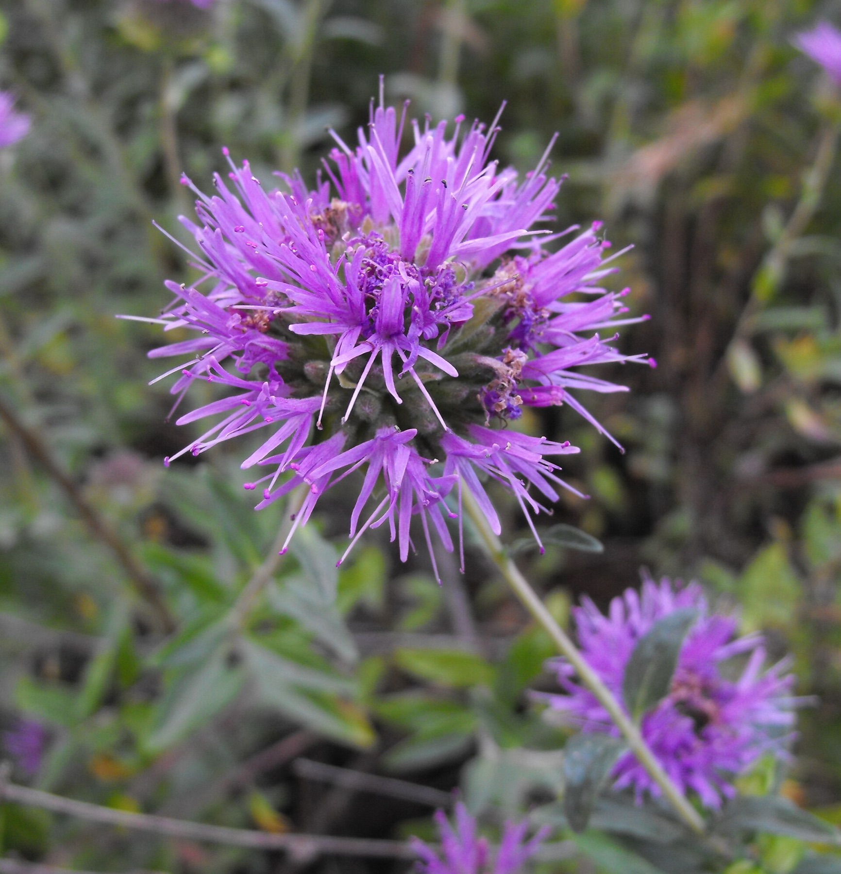 Mountain Coyote Mint — photo 8