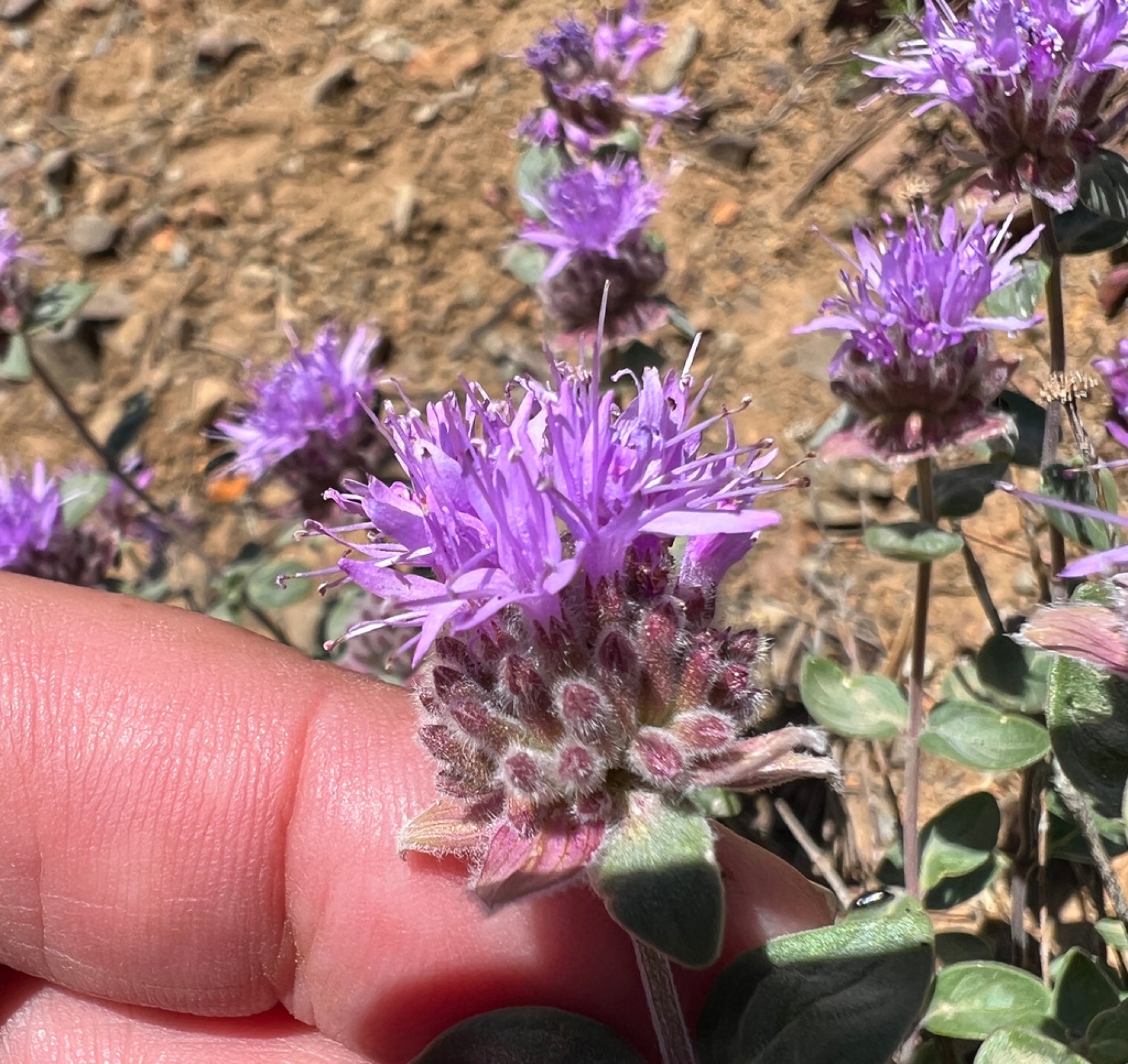 Mountain Coyote Mint — photo 9