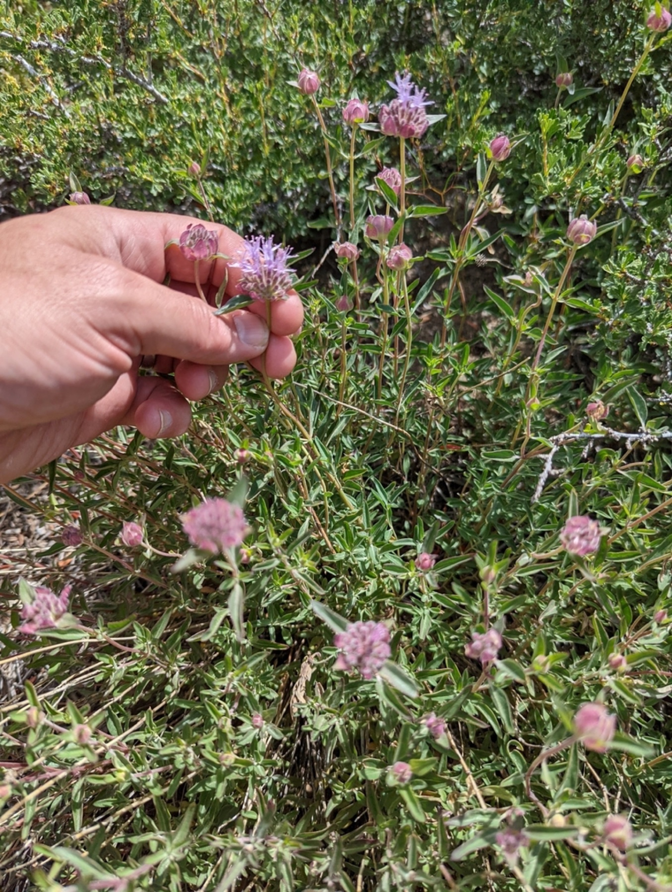 Mountain Coyote Mint — photo 10