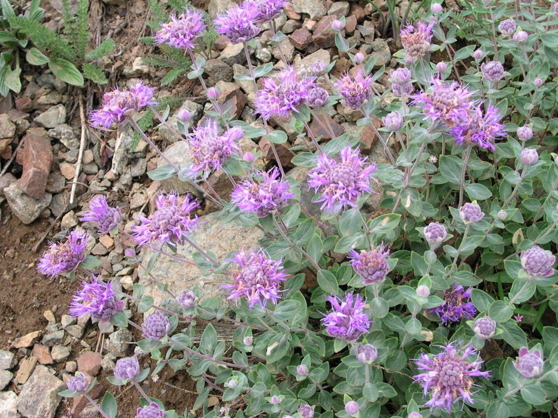 Mountain Coyote Mint — photo 11