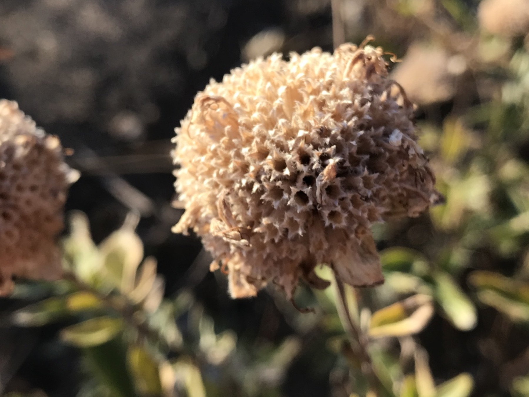 Mountain Coyote Mint — photo 12