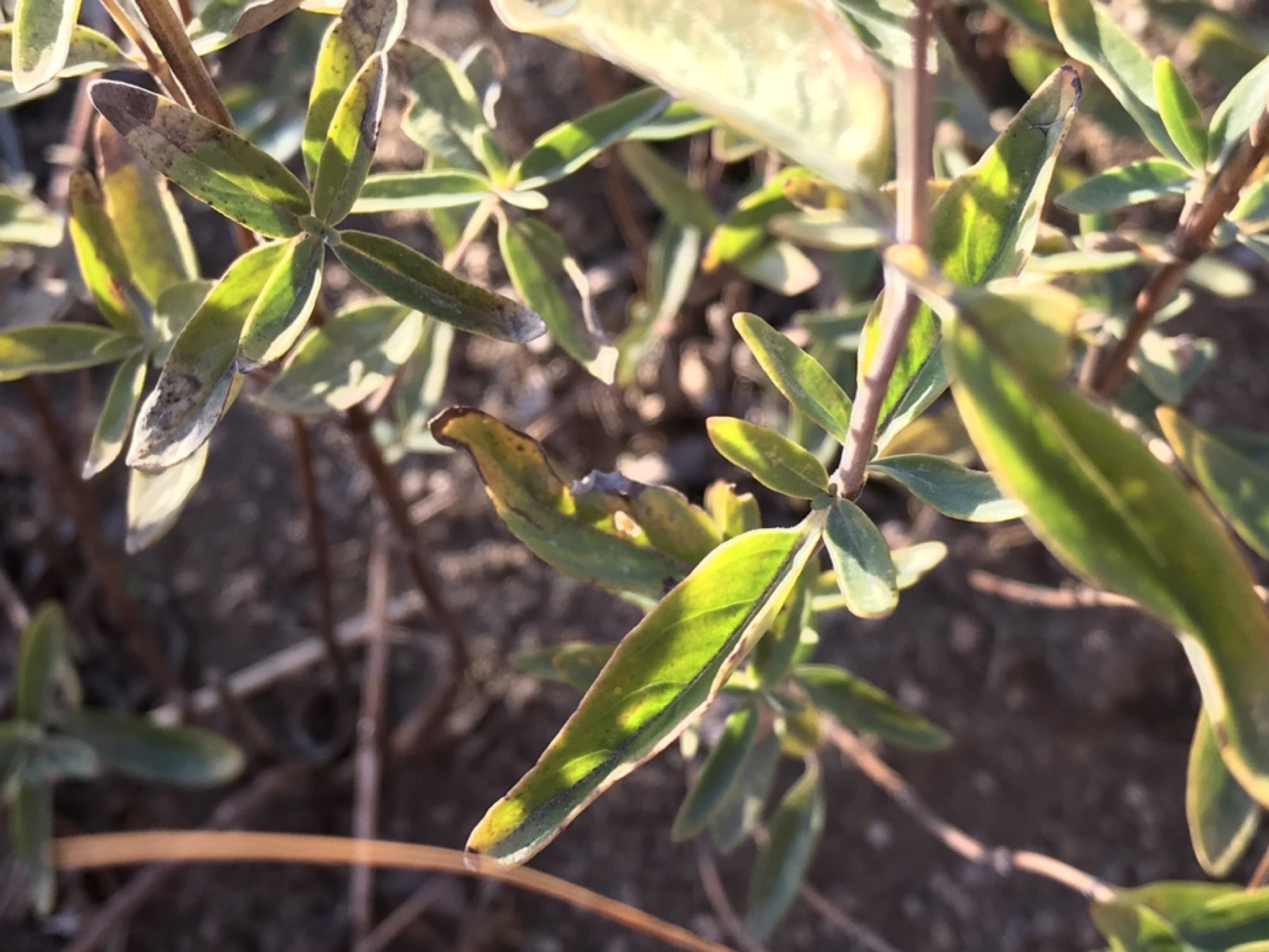 Mountain Coyote Mint — photo 13