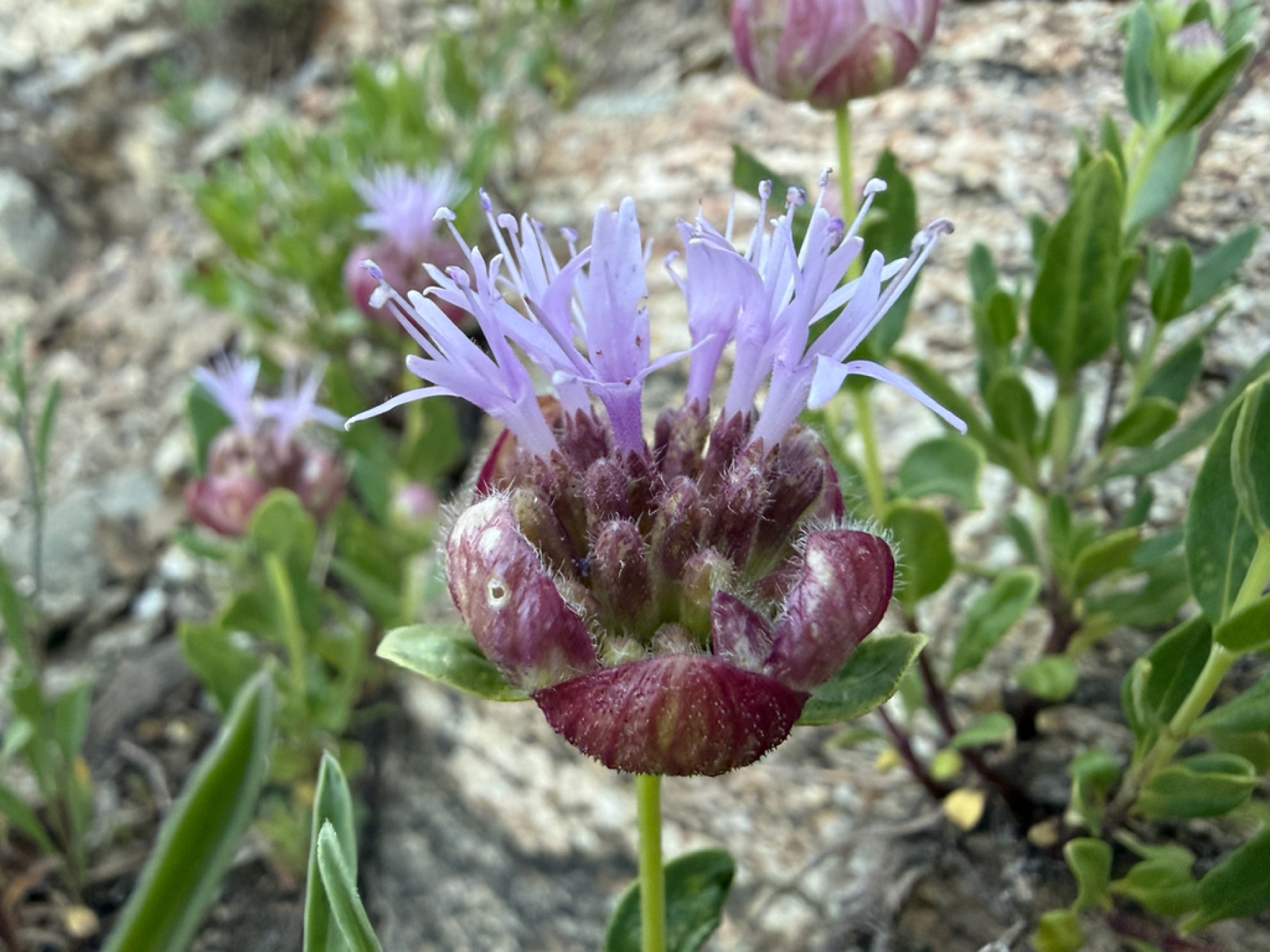 Mountain Coyote Mint — photo 14