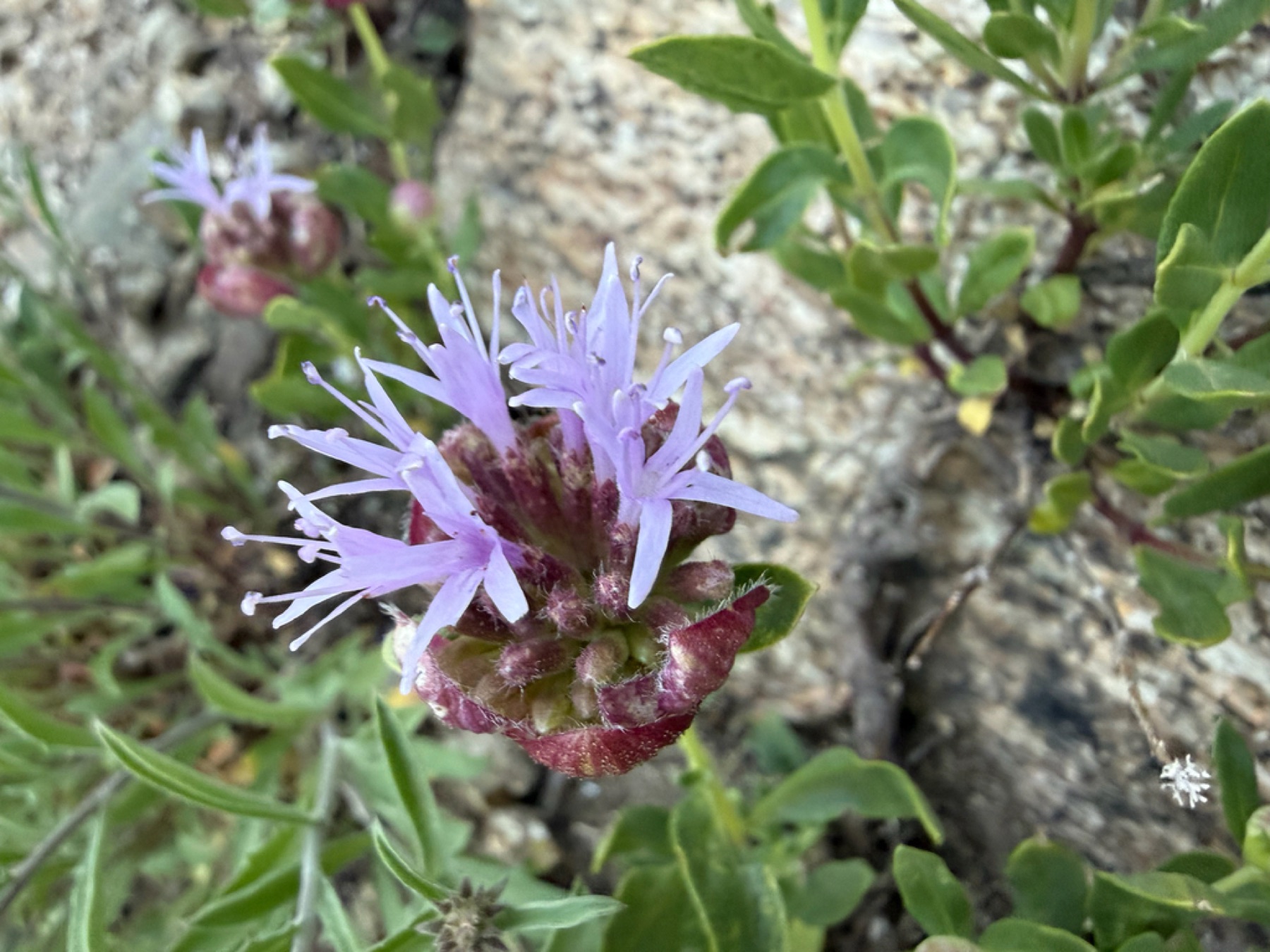 Mountain Coyote Mint — photo 15