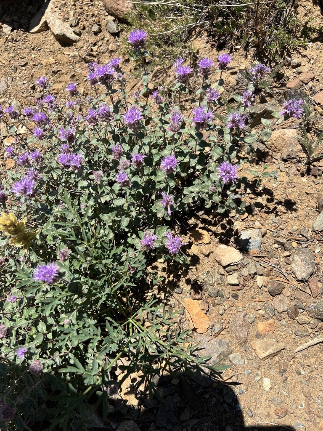 Mountain Coyote Mint — photo 16