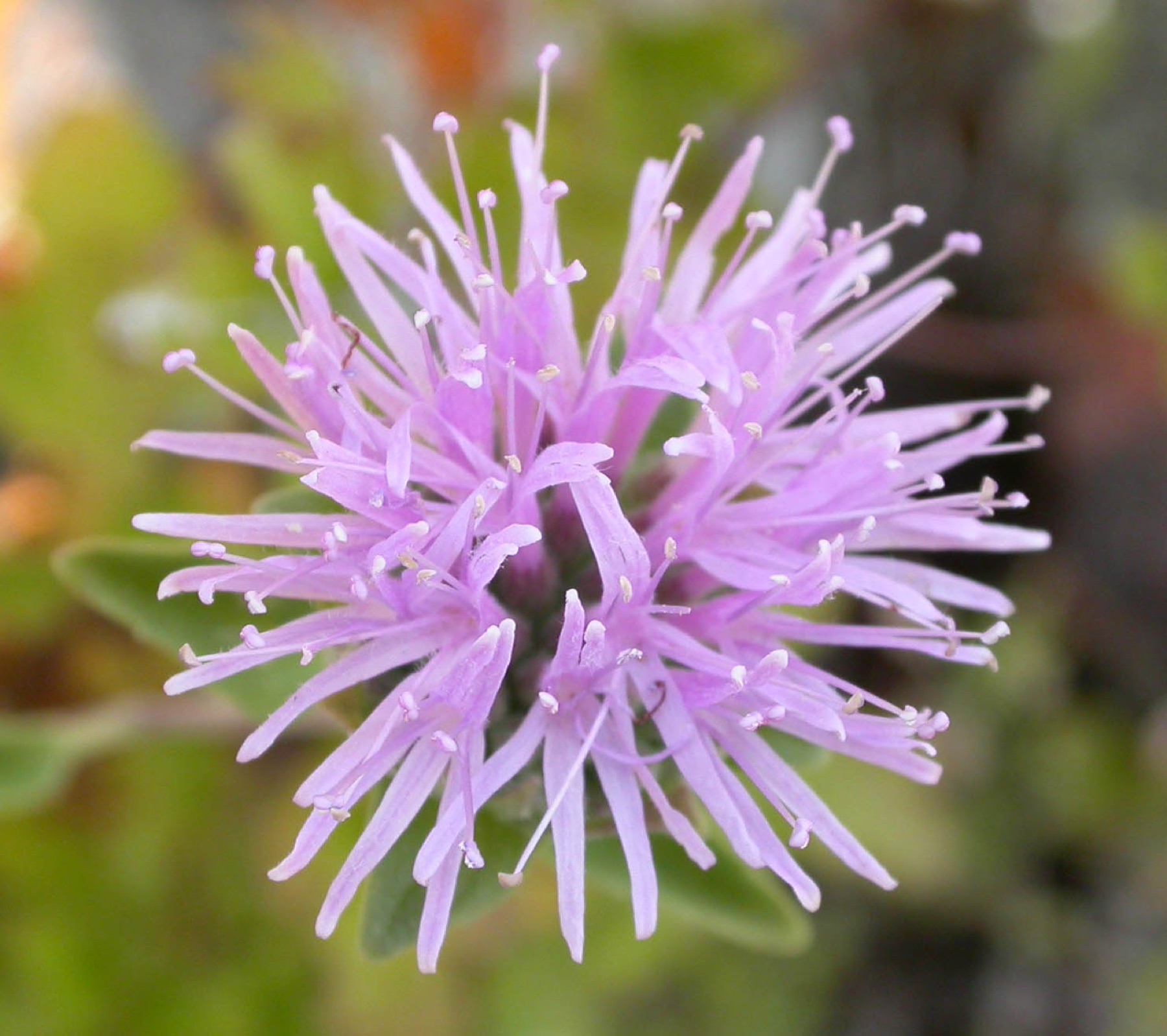 Mountain Coyote Mint — photo 17