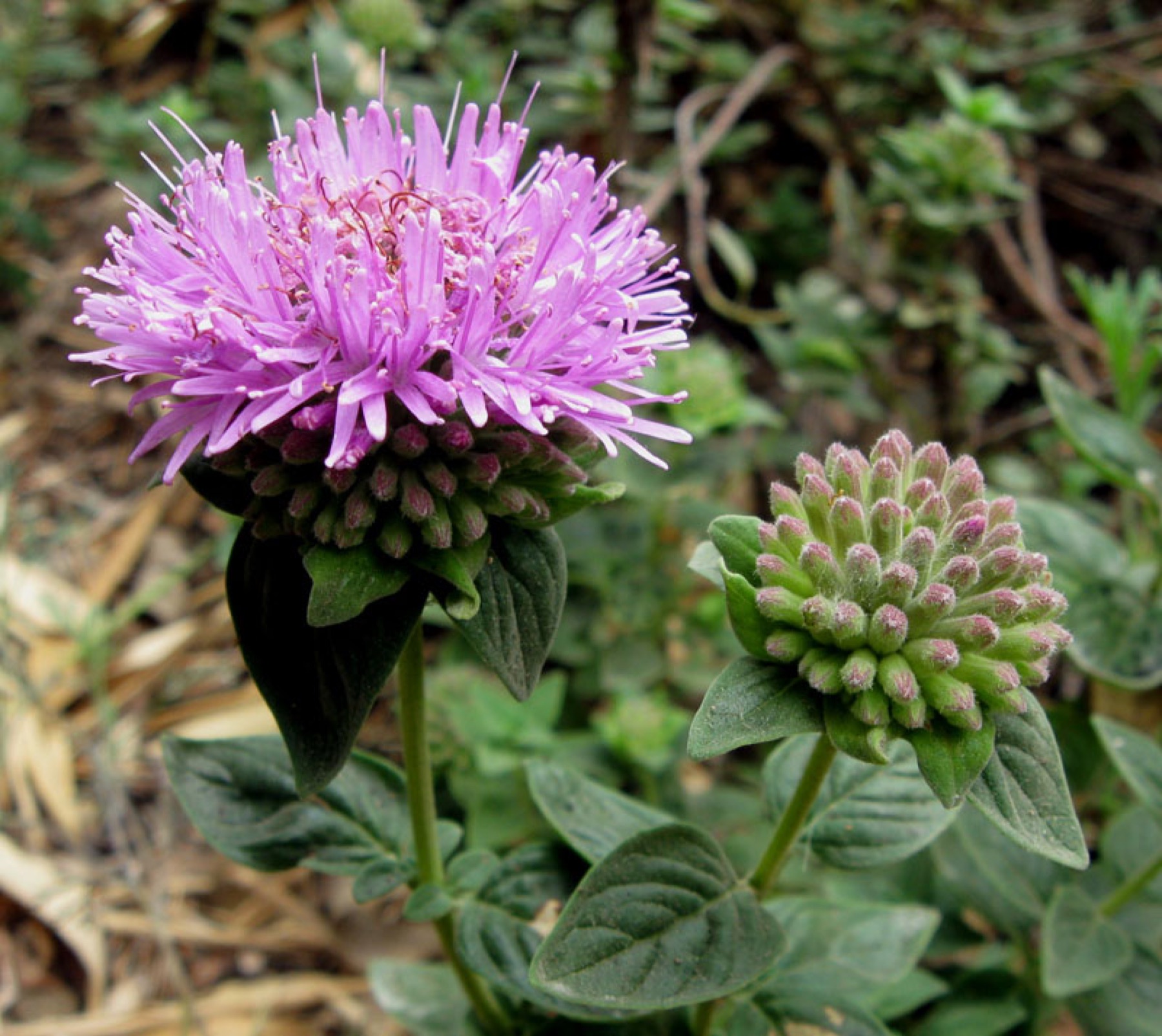 Mountain Coyote Mint — photo 18