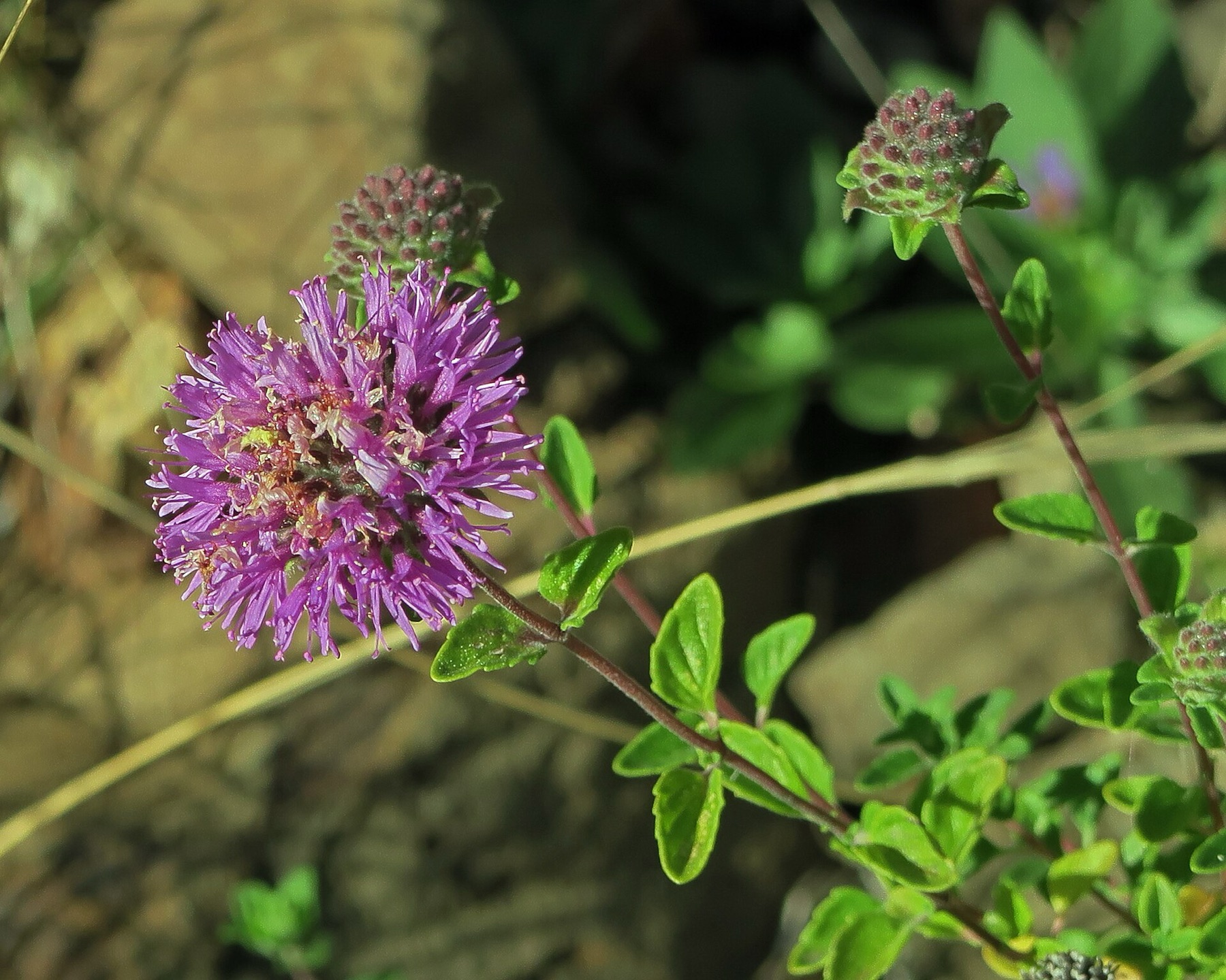 Mountain Coyote Mint — photo 20