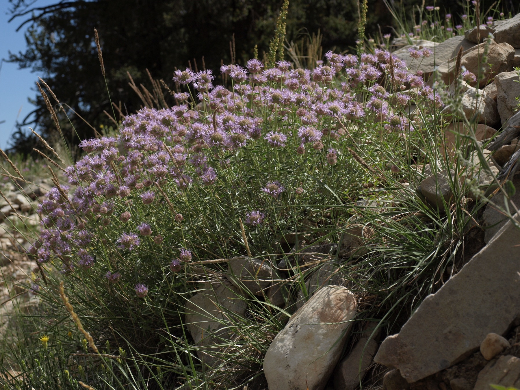 Mountain Coyote Mint — photo 21