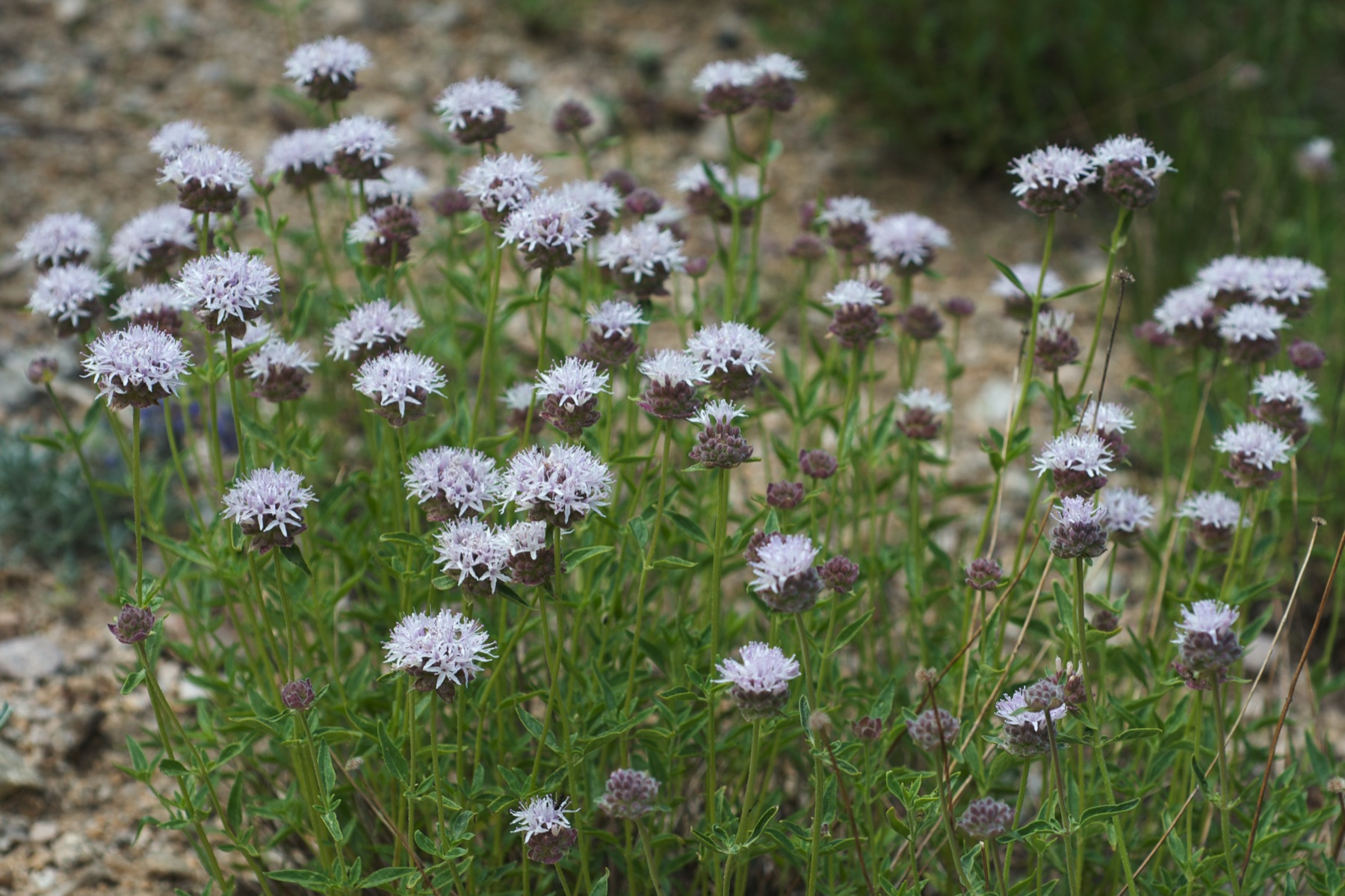 Mountain Coyote Mint — photo 22