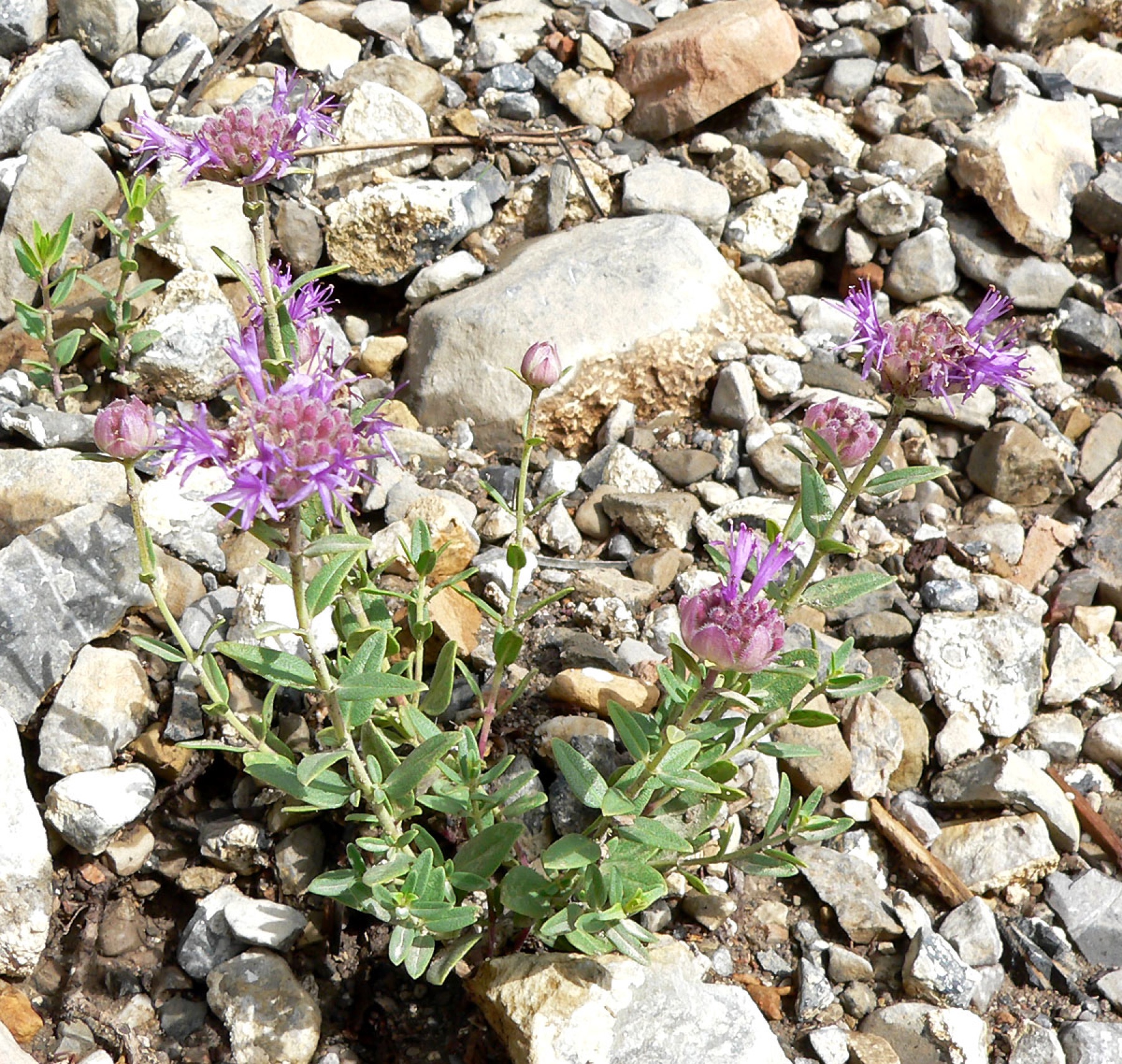 Mountain Coyote Mint — photo 23