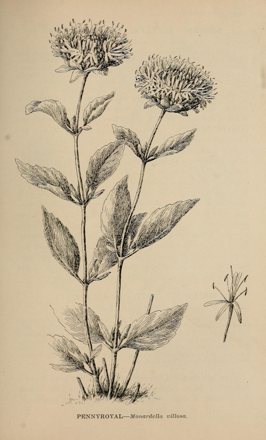 Mountain Coyote Mint