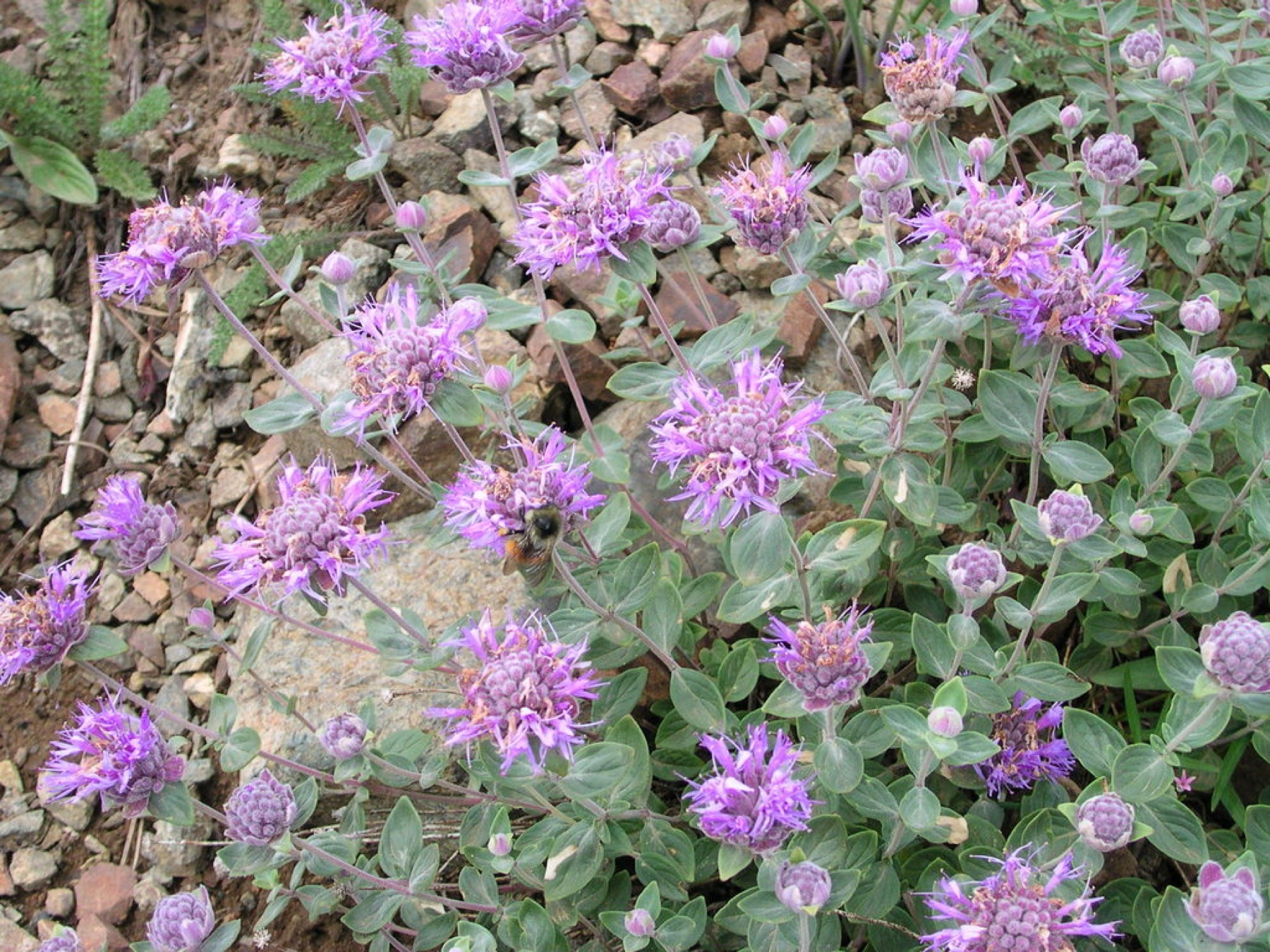 Mountain Coyote Mint — photo 2