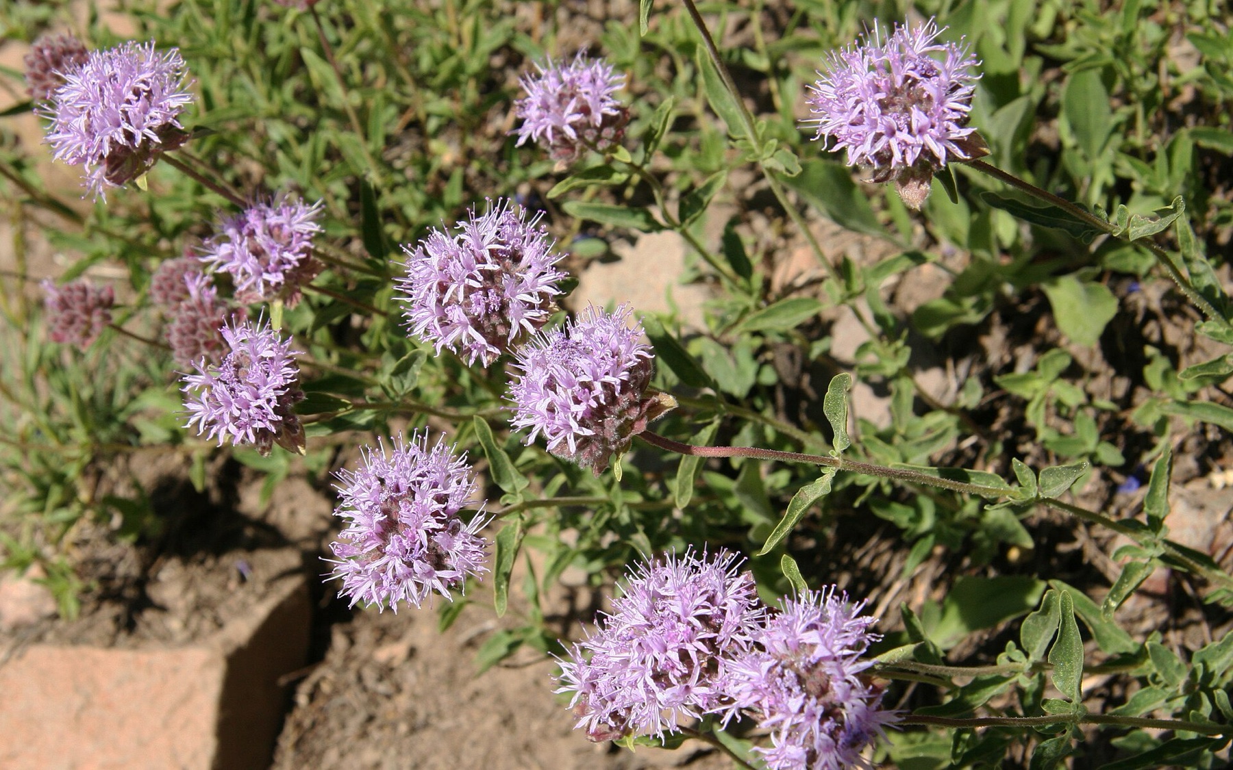 Mountain Coyote Mint — photo 4